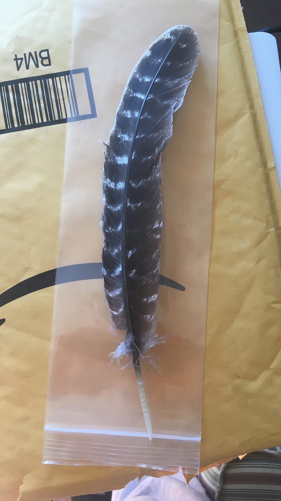 Grade A Barred Turkey Smudging Feather (no stains, cuts, pieces missing) customer photo 2