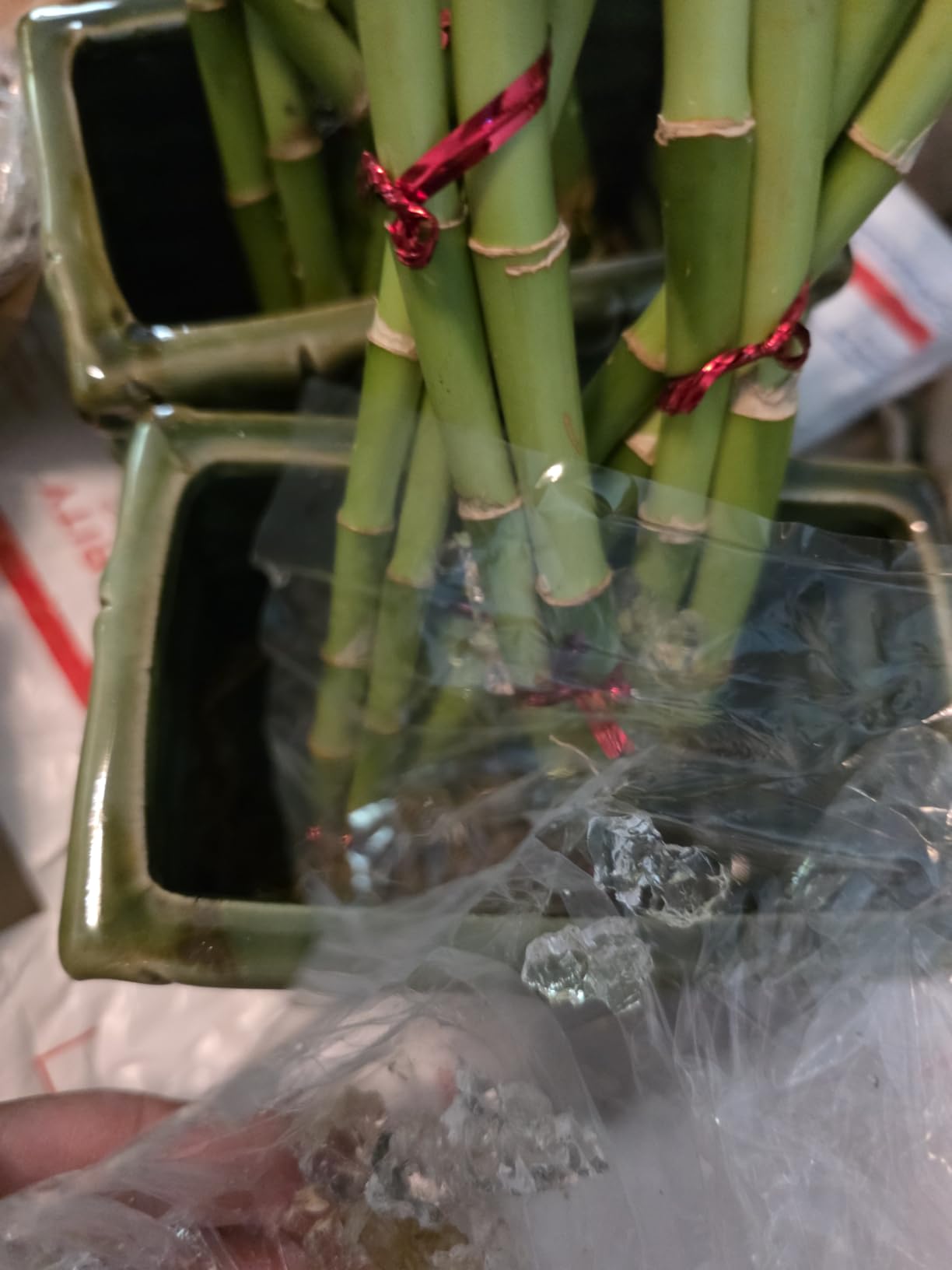 Jmbamboo - Live 8 Braided Style Lucky Bamboo Plant Arrangement with Green Vase customer photo 2