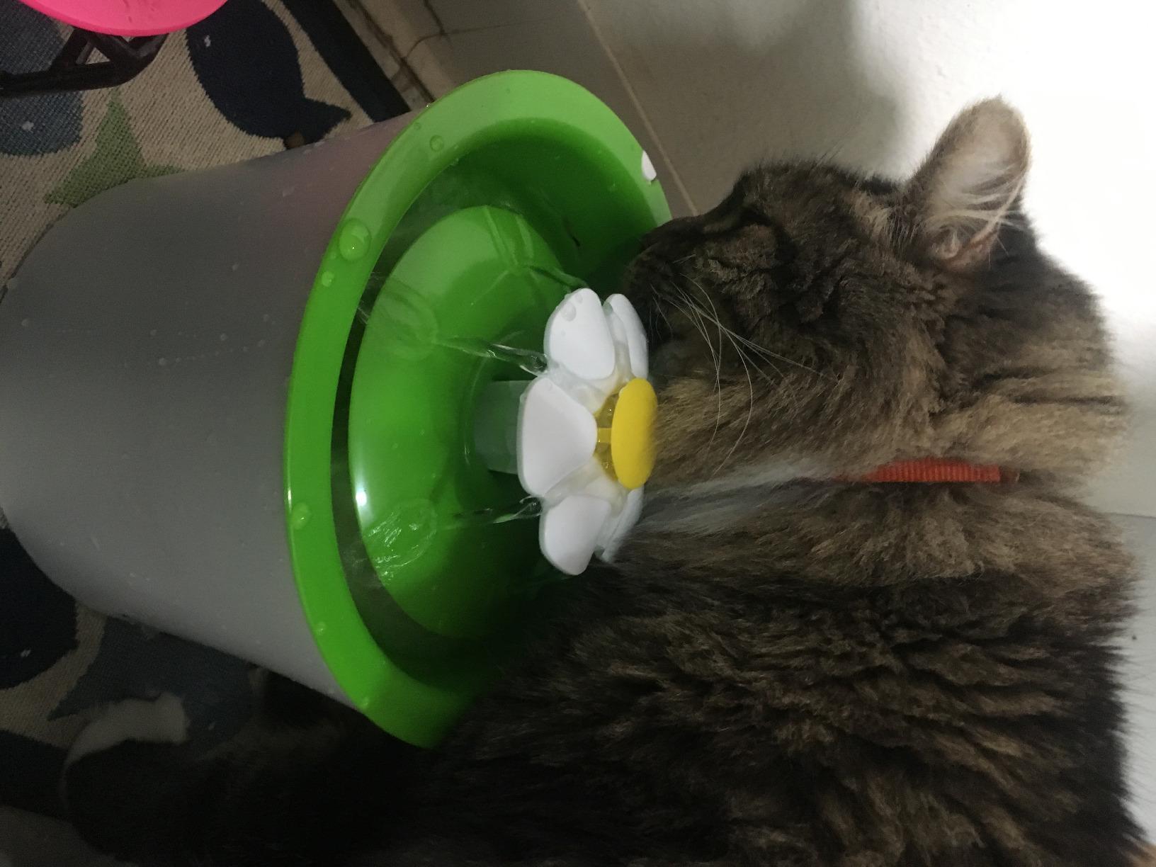 Catit Flower Fountain with Triple Action Filter, 3 L, Green | Cat Drinking Water Fountain customer photo 2