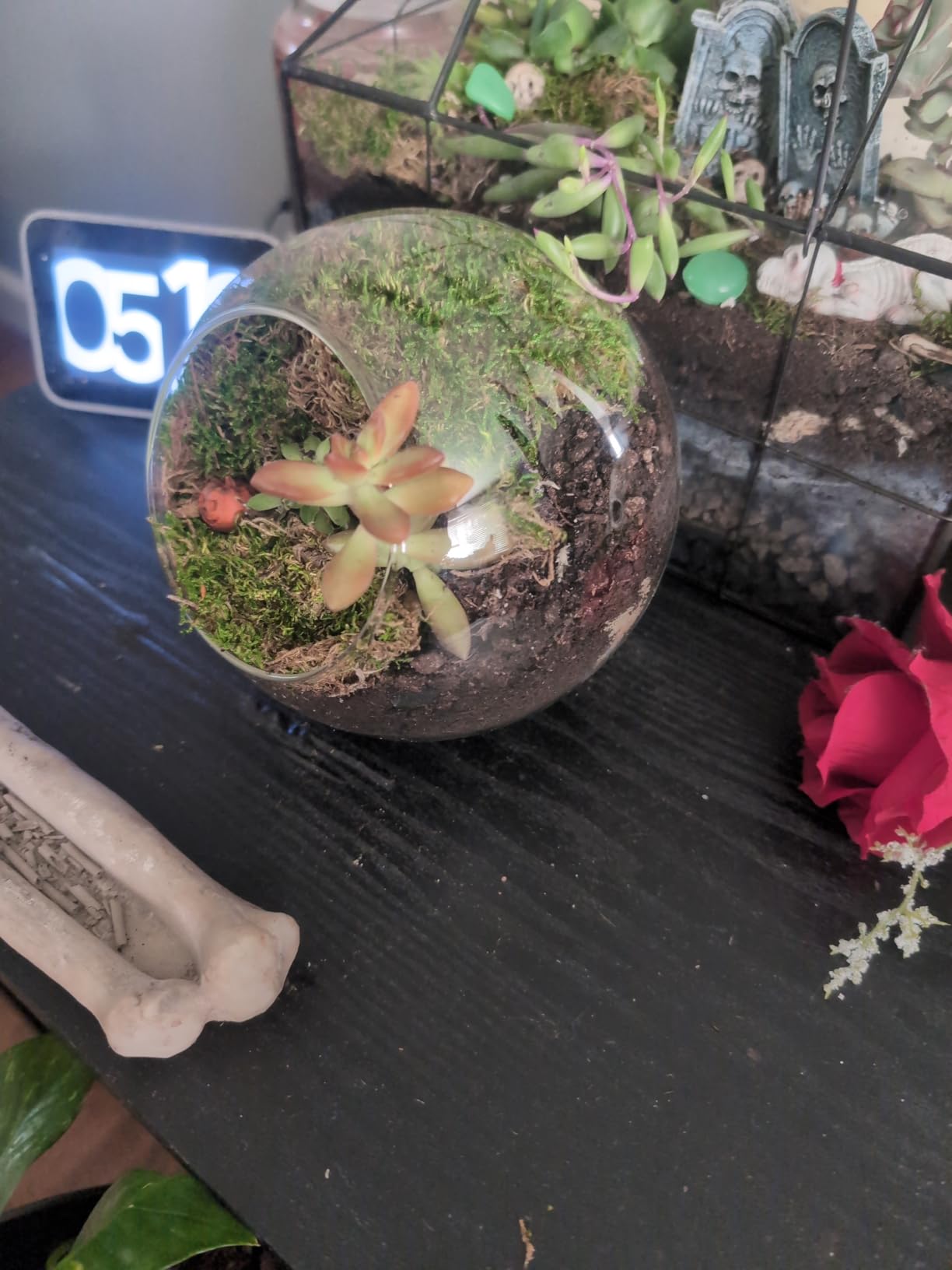 Mkono Plant Terrarium Display Glass Tabletop Succulent Air Plant Planter Globe Microlandschaft House, M | Succulent Holder, Oblique Mouth Opening, DIY Airplant Display, Multi-Purpose, Home Balcony Office Decor, Plant Lover Gift customer photo 1