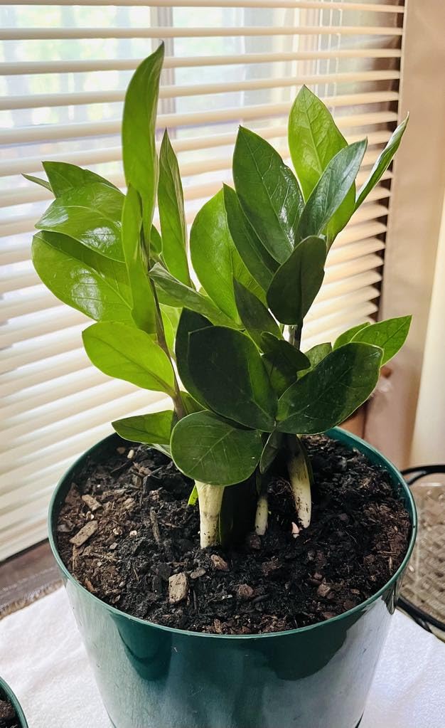 Costa Farms ZZ Plant, Live Indoor Plant, Air Purifying, Easy Care | Glossy, drought-tolerant and nearly impossible to kill. Great indoor houseplant. Ideal housewarming or birthday gift. customer photo 1