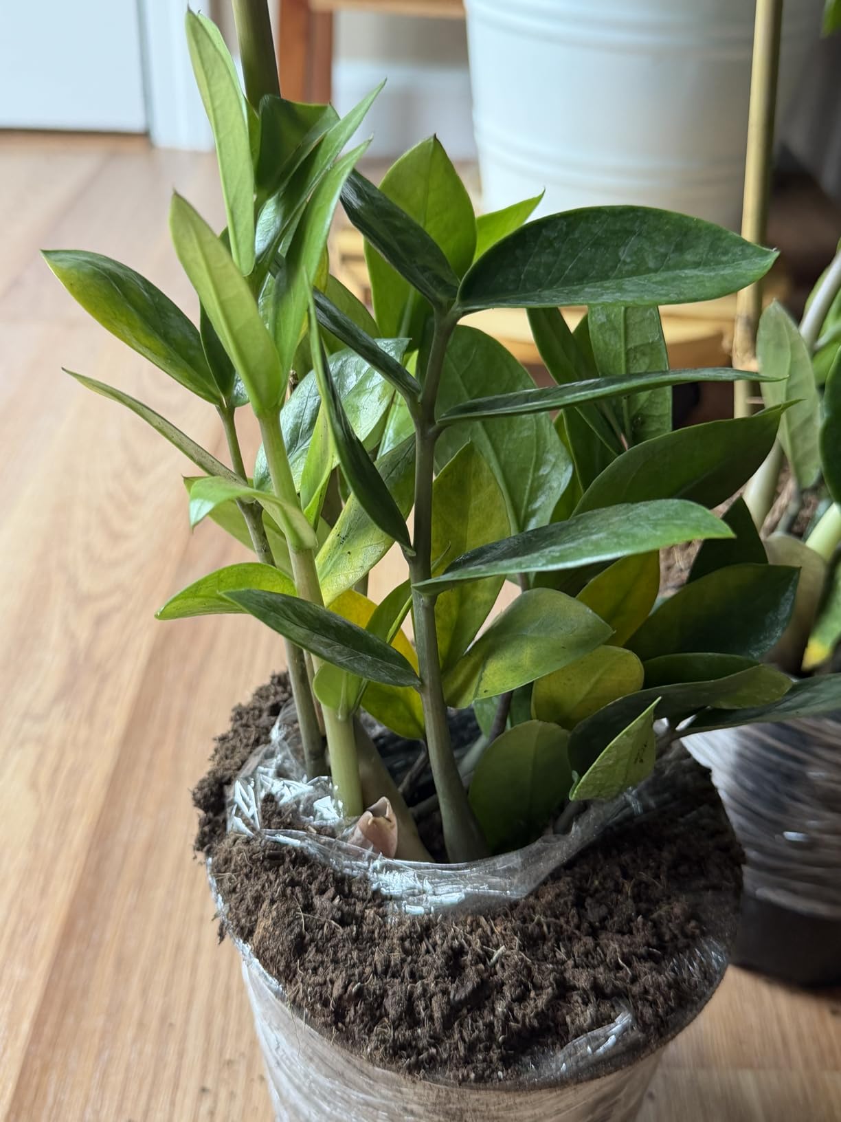 Costa Farms ZZ Plant, Live Indoor Plant, Air Purifying, Easy Care | Glossy, drought-tolerant and nearly impossible to kill. Great indoor houseplant. Ideal housewarming or birthday gift. customer photo 2