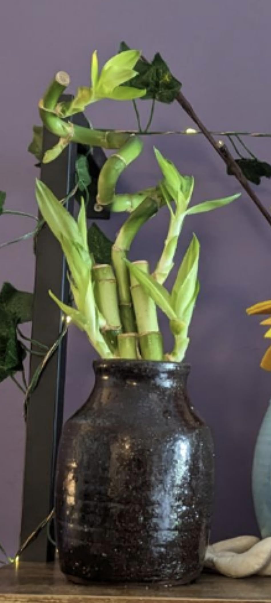 5-Stalk Live Lucky Bamboo Arrangement with Spiral Stalk - Live Indoor Bamboo Plant for Home Decor, Arts & Crafts, Zen Garden, and Feng Shui - NW Wholesaler customer photo 1