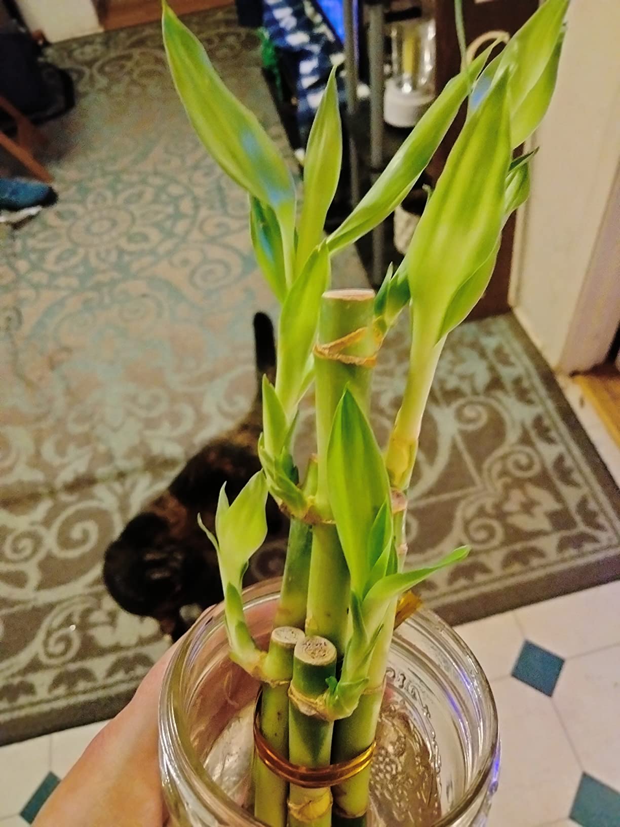 Live Lucky Bamboo 5 Stalk Arrangement - 8 Inch Live Indoor House Plant for Home Decor, Arts & Crafts, Zen Garden and Feng Shui - NW Wholesaler customer photo 1