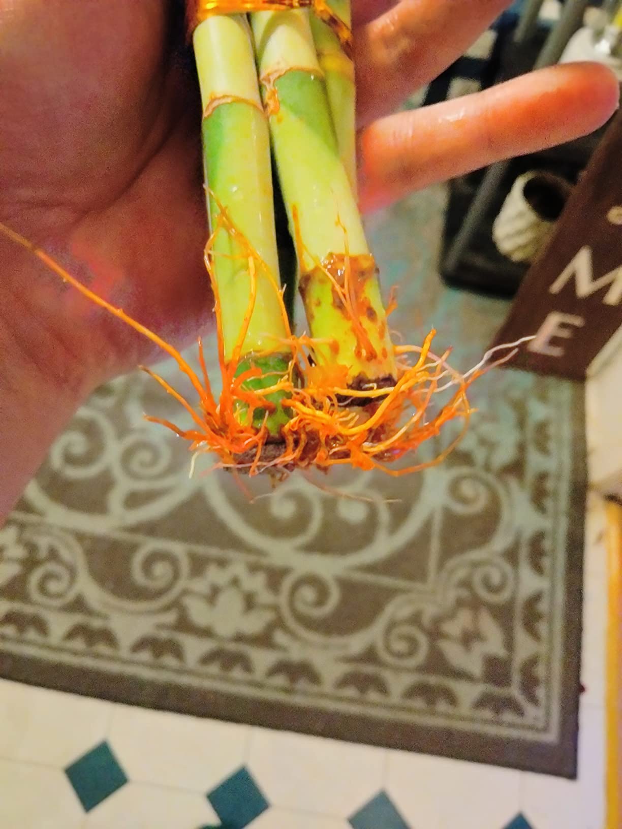 Live Lucky Bamboo 5 Stalk Arrangement - 8 Inch Live Indoor House Plant for Home Decor, Arts & Crafts, Zen Garden and Feng Shui - NW Wholesaler customer photo 2