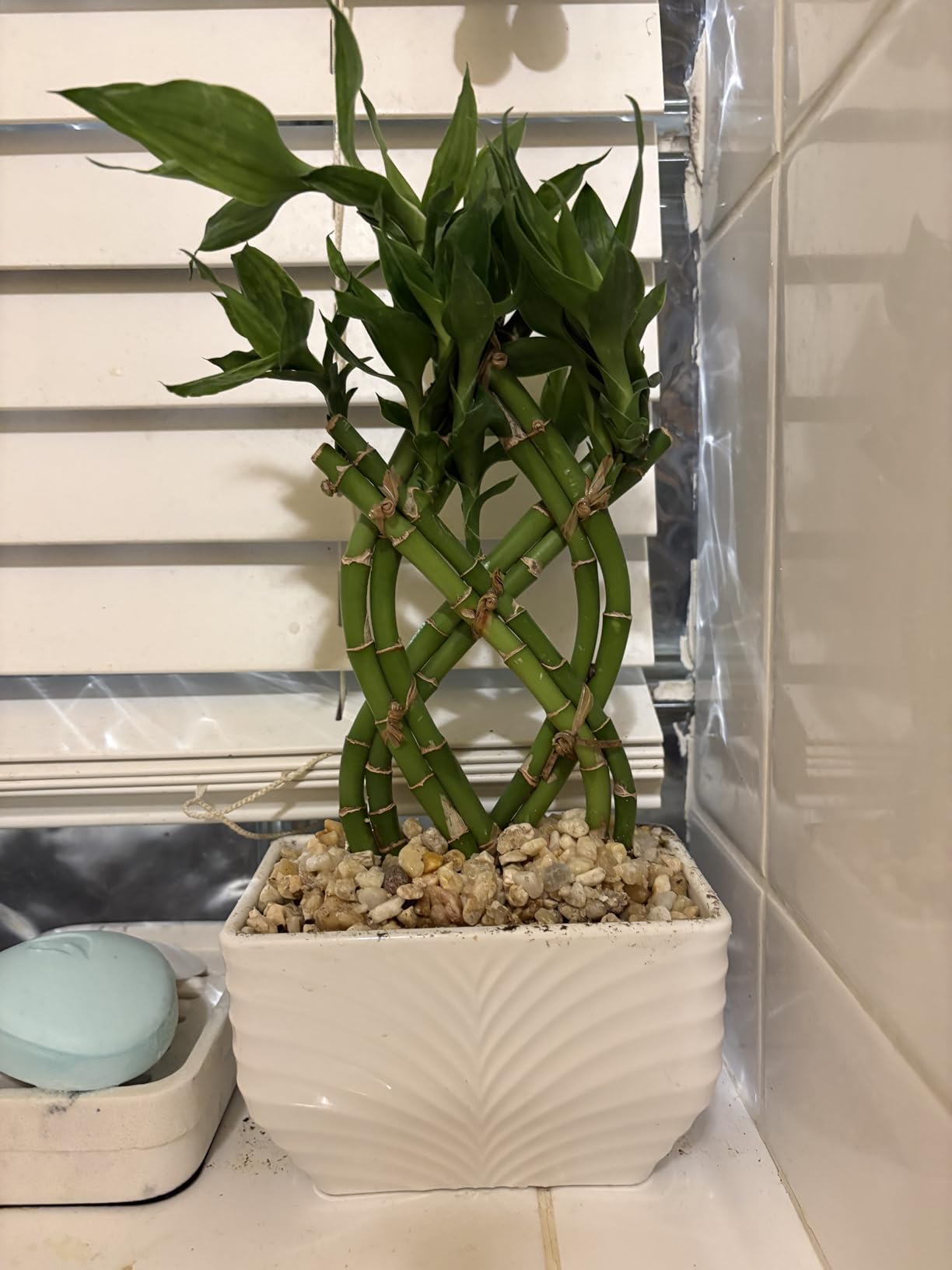 Costa Farms Lucky Bamboo, Live Indoor Plant, Easy Care, Home Decor | Good-luck stalks that grow in water or soil. Great indoor houseplant. Ideal housewarming or birthday gift. customer photo 1