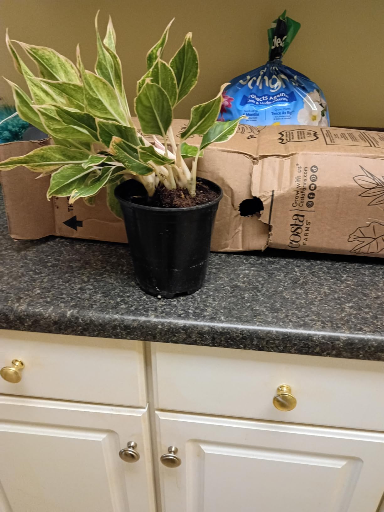 Costa Farms Chinese Evergreen, Live Indoor Plant, Easy Care, Home Decor customer photo 1