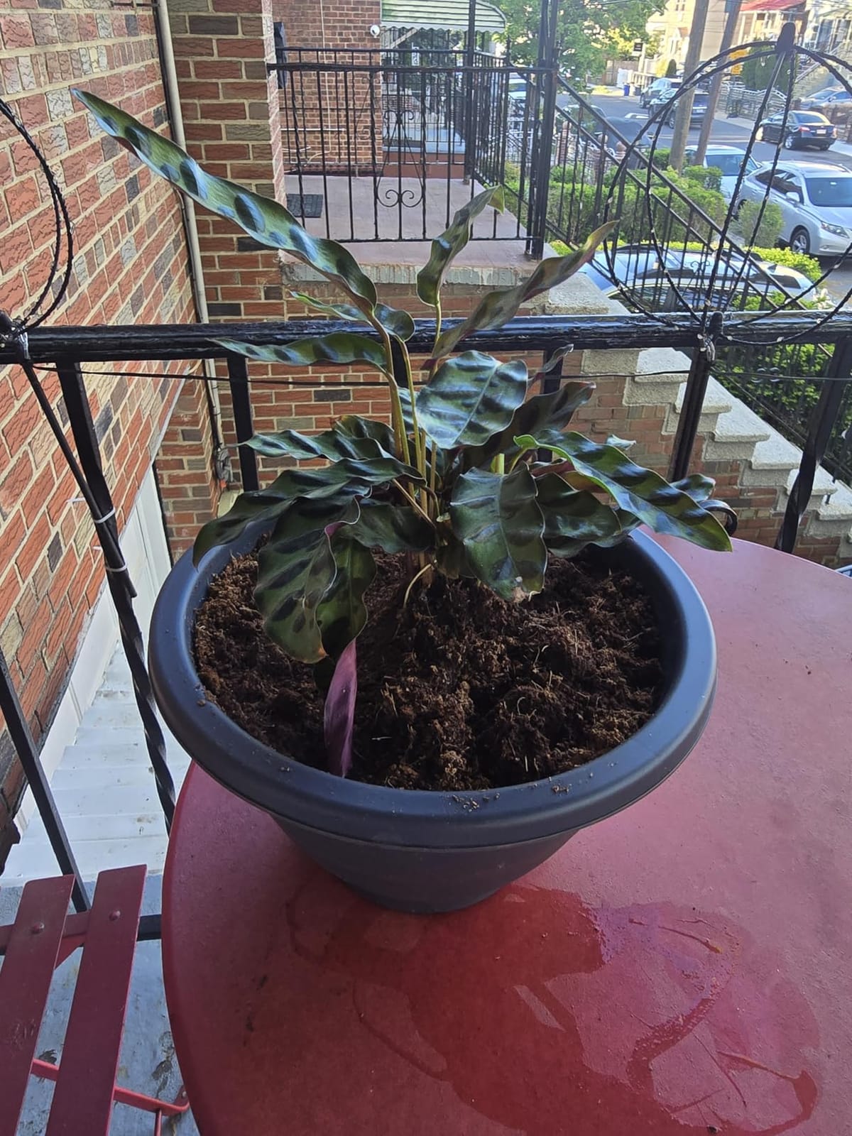 Costa Farms Chinese Evergreen, Live Indoor Plant, Easy Care, Home Decor customer photo 2
