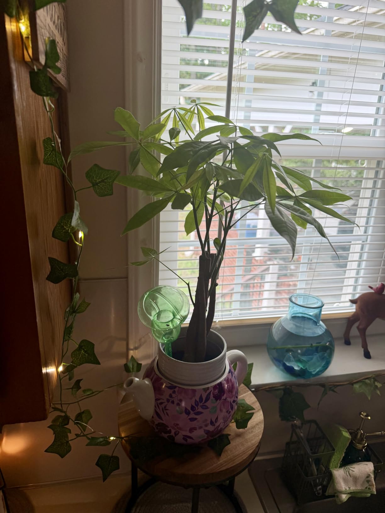 Costa Farms Money Tree (Pachira Aquatica) Live Indoor Bonsai-Style Plant, 12-16 Inches Tall, Braided Trunk Houseplant in Decorative Pot, Easy Care Pet-Friendly Decor customer photo 1