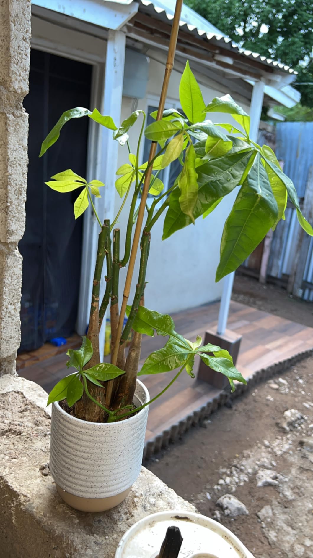 Costa Farms Money Tree (Pachira Aquatica) Live Indoor Bonsai-Style Plant, 12-16 Inches Tall, Braided Trunk Houseplant in Decorative Pot, Easy Care Pet-Friendly Decor customer photo 2
