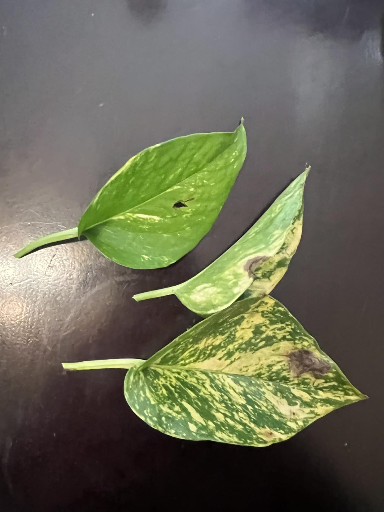 Costa Farms Golden Pothos, Live Indoor Plant, Trailing Vine, Air Purifying | Fast-growing trailing vine, one of the easiest to grow. Great indoor houseplant. Ideal housewarming or birthday gift. customer photo 1
