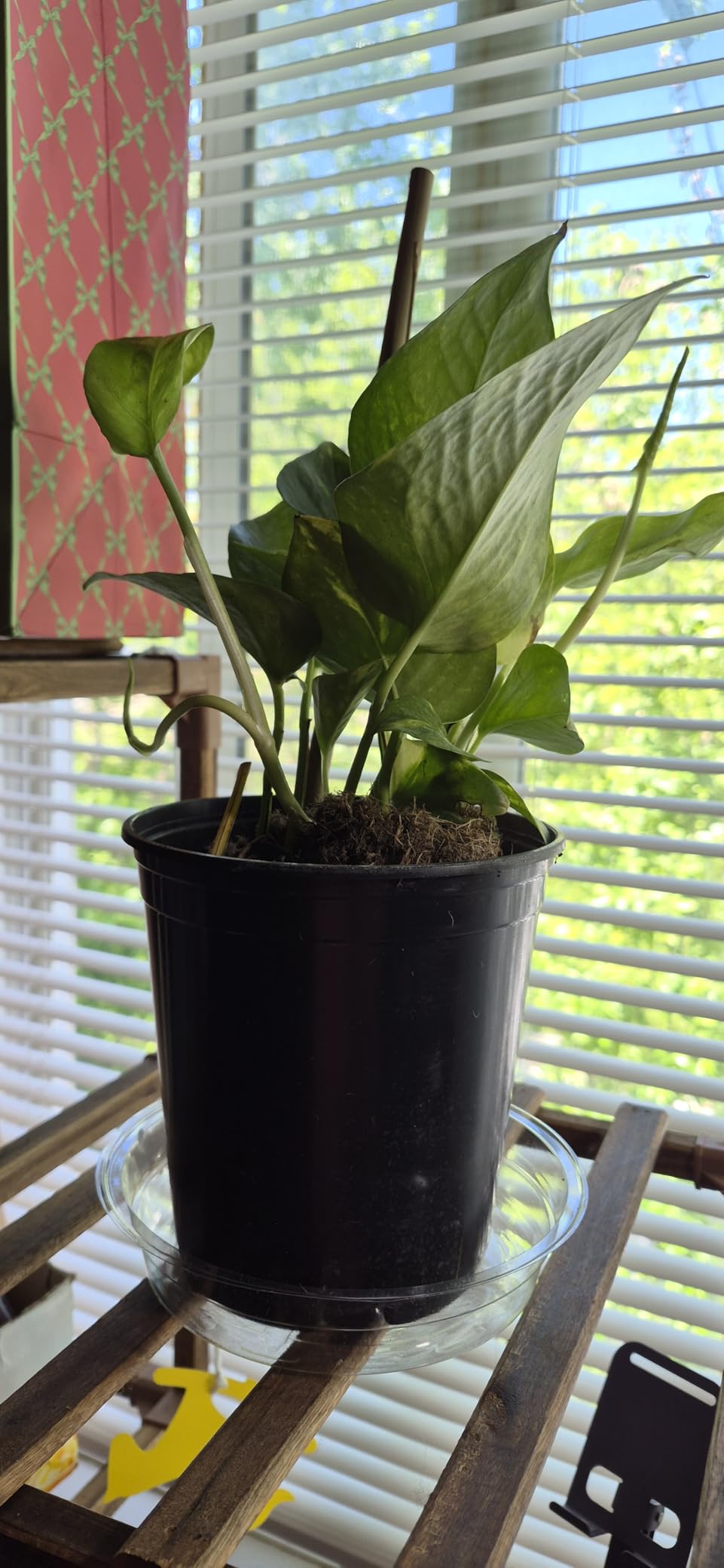 Costa Farms Golden Pothos, Live Indoor Plant, Trailing Vine, Air Purifying | Fast-growing trailing vine, one of the easiest to grow. Great indoor houseplant. Ideal housewarming or birthday gift. customer photo 2