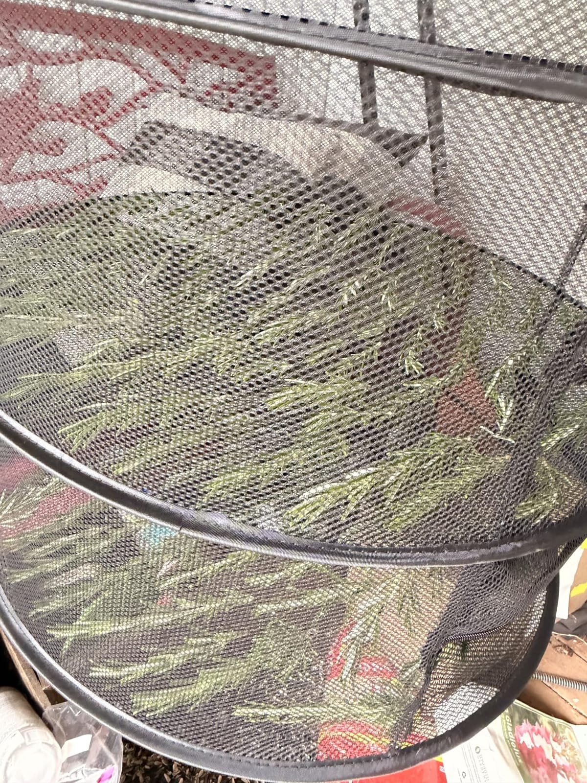 Desy & Feeci Herb Drying Rack-2ft Diameter 8 Layer Folding Mesh Hanging Basket Dryer Net with Zippers for Seeds Flowers Buds Plants Garden Outdoor Bumper Harvest(D24xH31 inch) customer photo 1