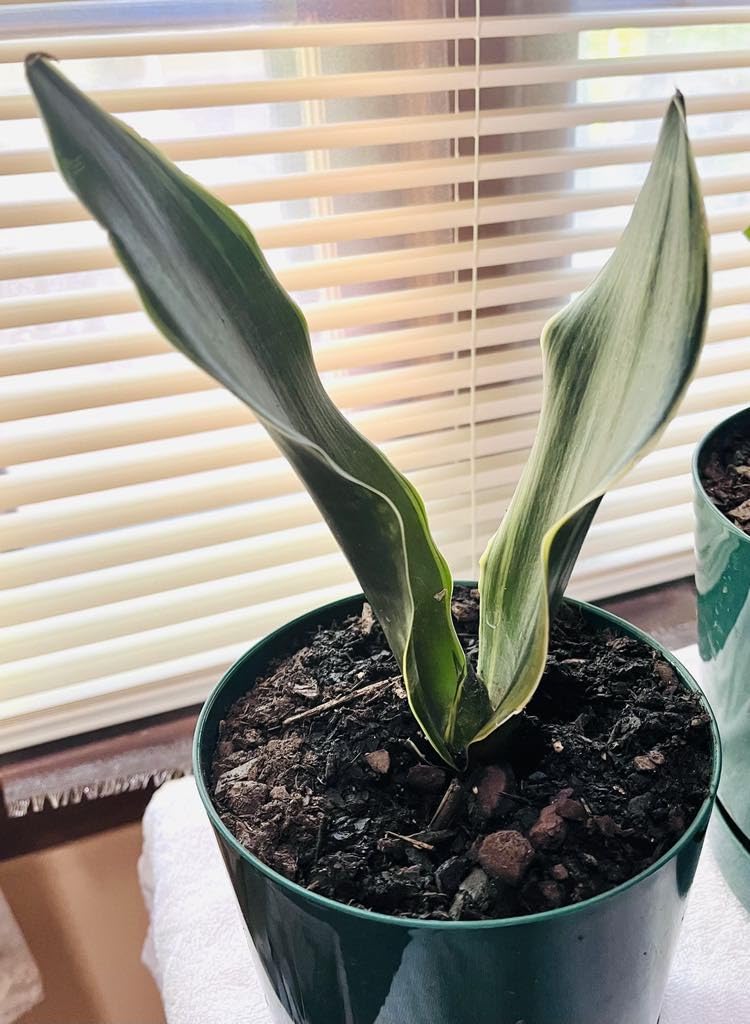 Costa Farms Snake Plant, Live Sansevieria Indoor Houseplant in 4-Inch Decorative Pot, 8-12 Inches Tall, Low Light Air Purifying Succulent, Easy Care Room Decor Gift customer photo 1
