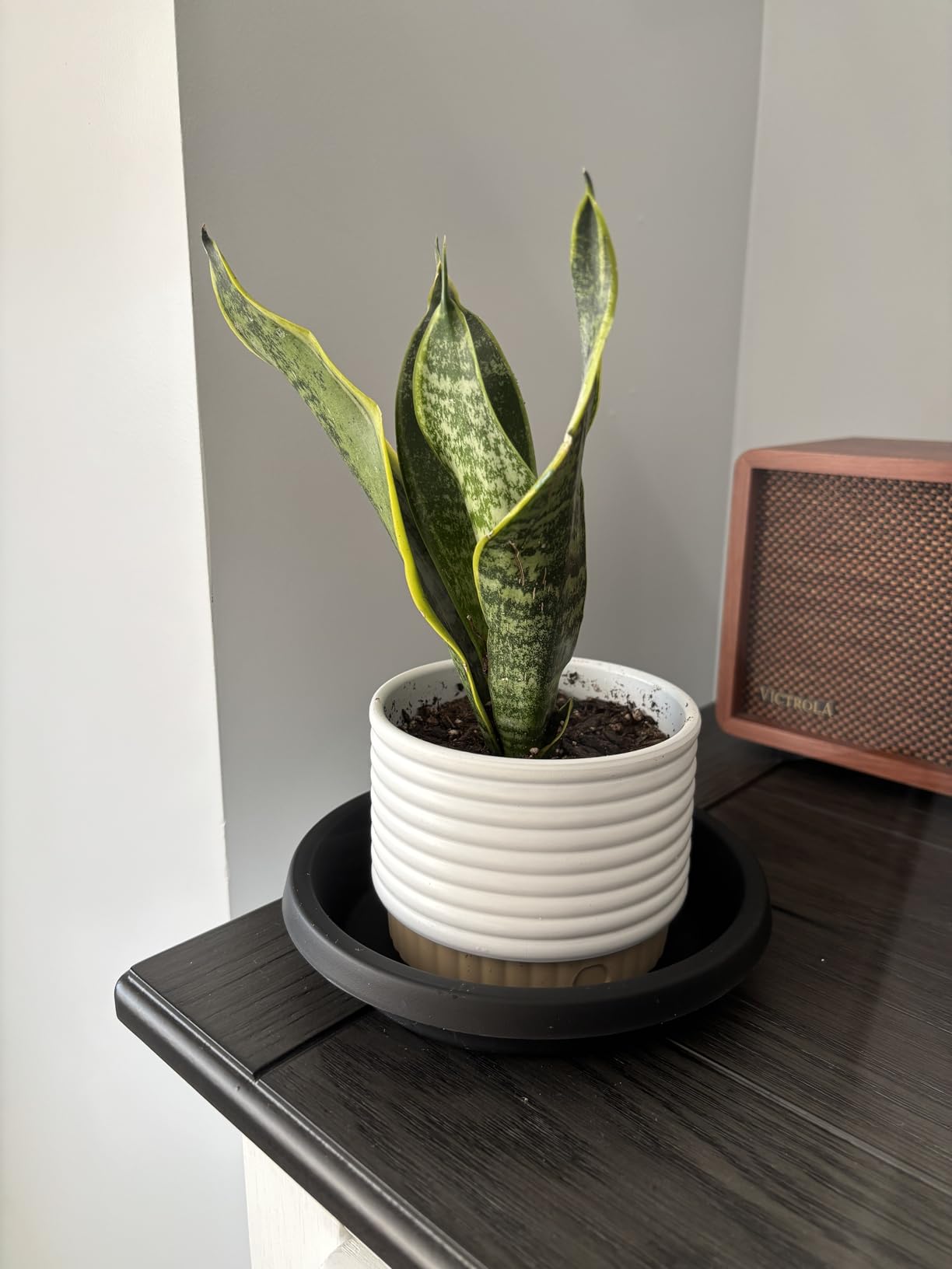 Costa Farms Snake Plant, Live Sansevieria Indoor Houseplant in 4-Inch Decorative Pot, 8-12 Inches Tall, Low Light Air Purifying Succulent, Easy Care Room Decor Gift customer photo 2
