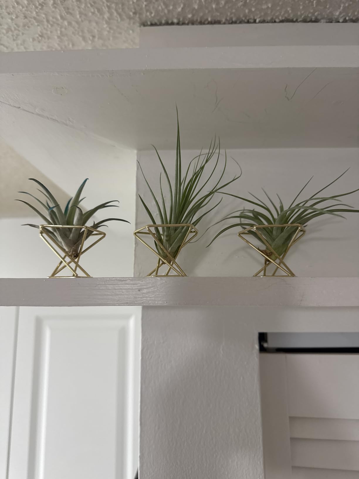 Geometric Air Plant Holder Airplants Rack Metal Plants Stand Planter Shelves Himmeli Living Decor Tillandsia Pot Containers (Gold 3pcs) customer photo 1