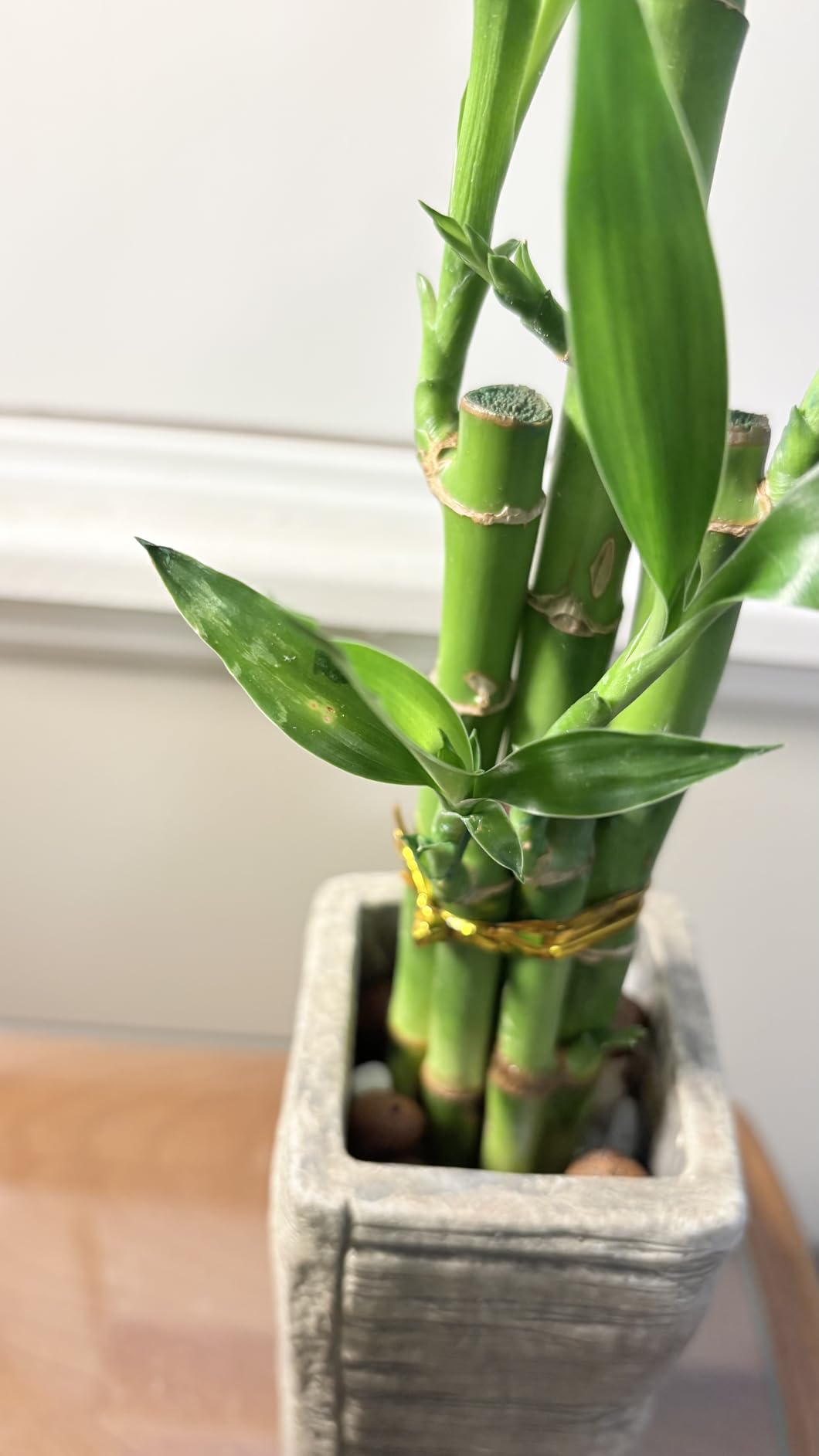 Arcadia Garden Products LV25 5-Stem Lucky Bamboo, Live Indoor Plant in Aged Wood Planter for Home, Work, or Gift, Dark customer photo 1