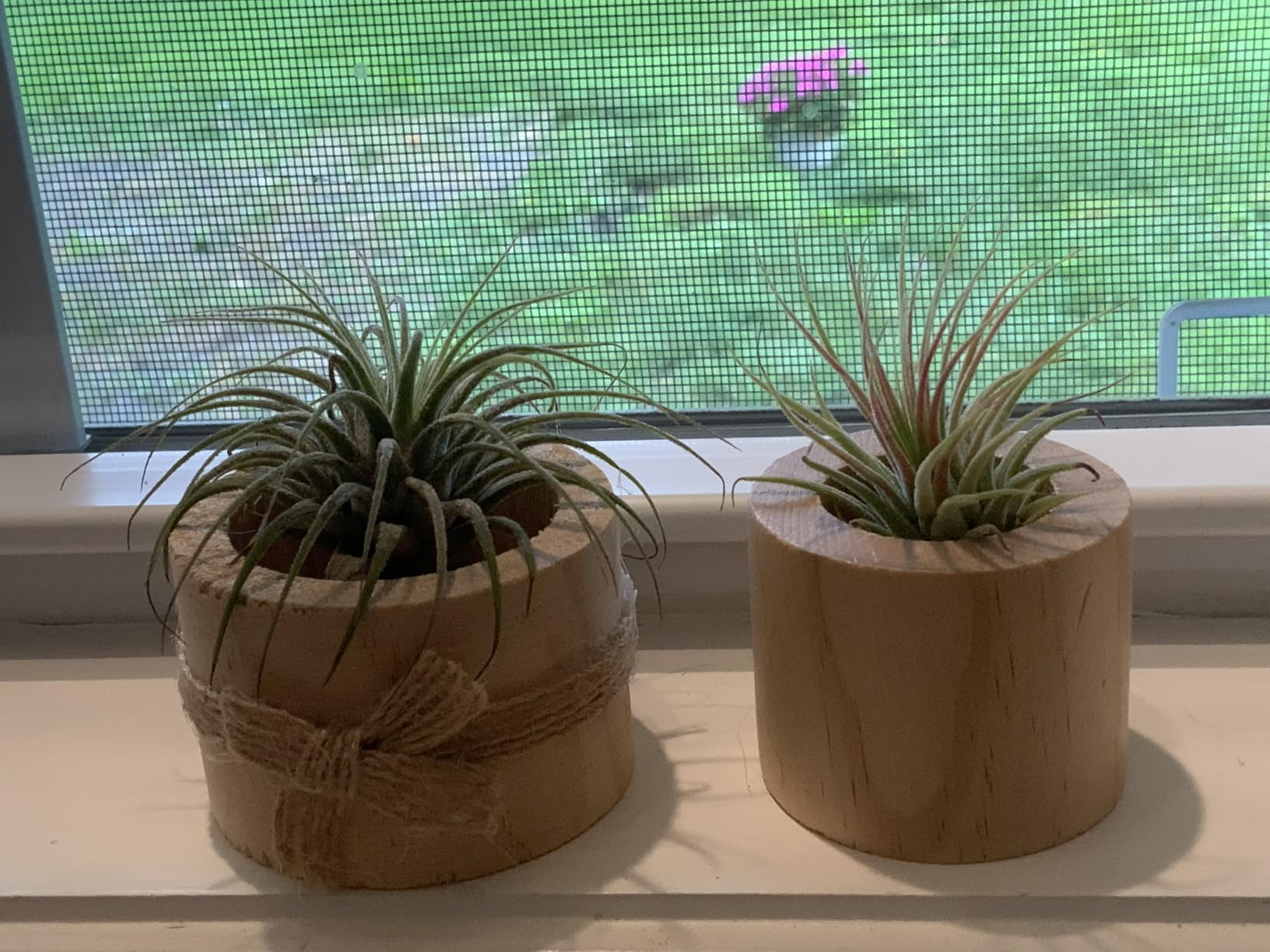 Wooden Air Plant Holder Pack of 3 Wooden Air Plants Holders Air Plants Terrarium Tillandsia Streptophylla Xerographica Holders Succulent Pot Tea light Holder customer photo 1