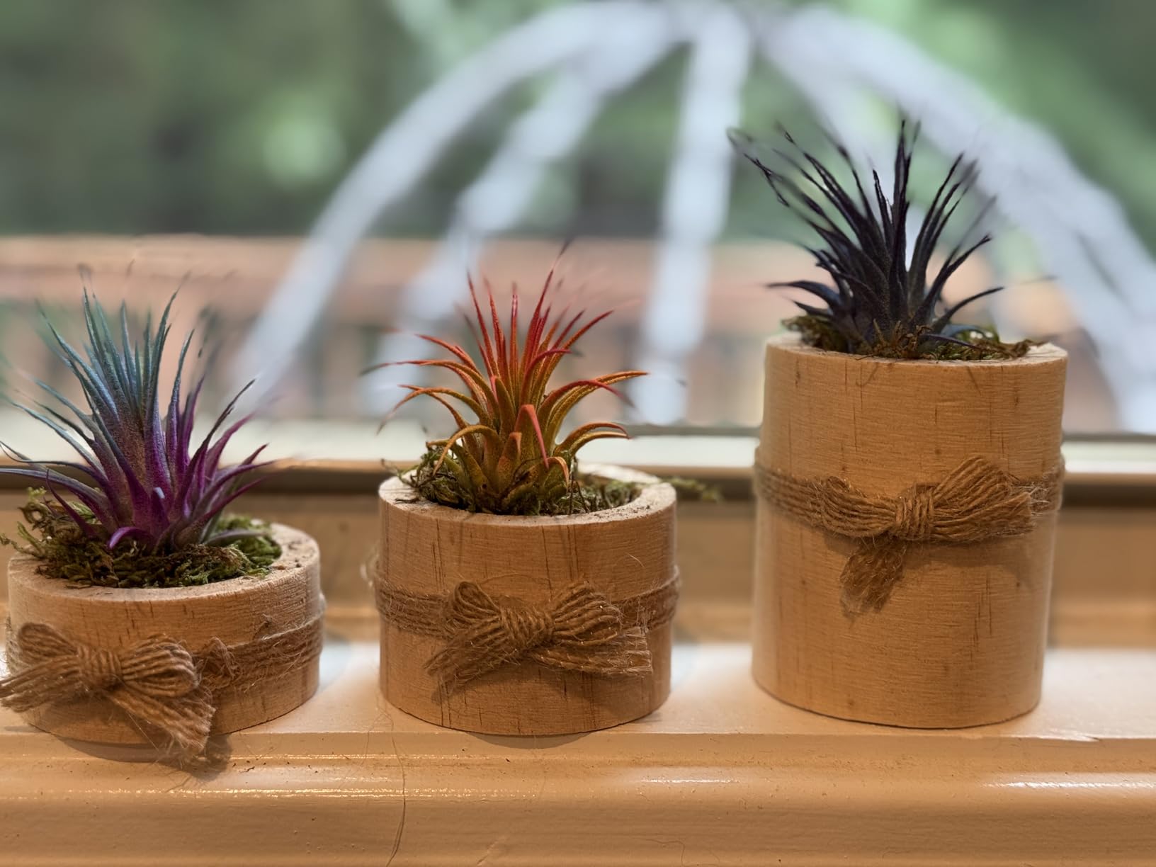 Wooden Air Plant Holder Pack of 3 Wooden Air Plants Holders Air Plants Terrarium Tillandsia Streptophylla Xerographica Holders Succulent Pot Tea light Holder customer photo 2