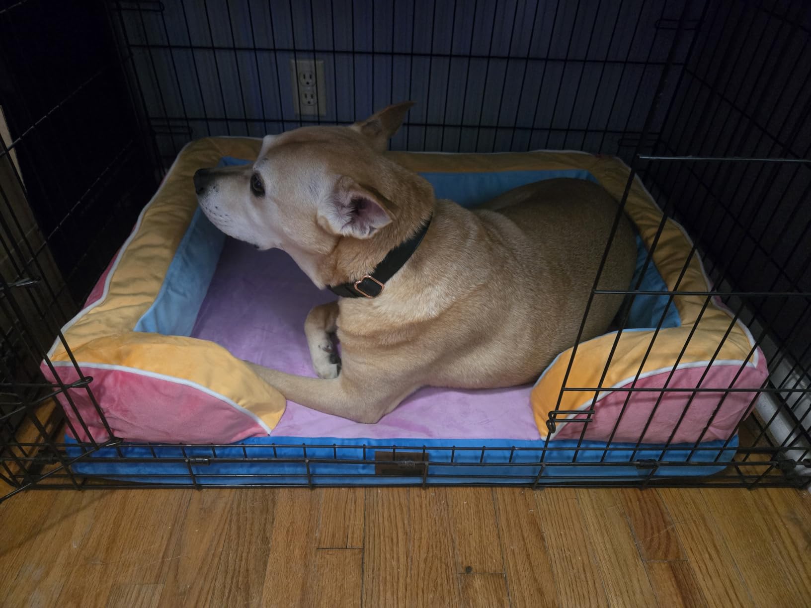 Comfort Expression Waterproof Orthopedic Dog Bed for Extra Large Dogs | Supportive Egg Crate Foam XL Pet Bed with Removable Bolster, Dog Couch with Washable Cover & Non-Slip Bottom, 42x30 Inch customer photo 2