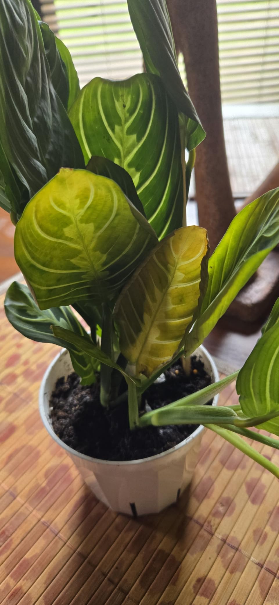 Live Plant, Lemon Lime Maranta Prayer Plant, Pet Friendly, Air Purifying Plant, Easy Care, Easy to Grow Live Indoor Plant, Houseplant, Rare Indoor Plant, Home Decor 4 inch White Pot customer photo 1