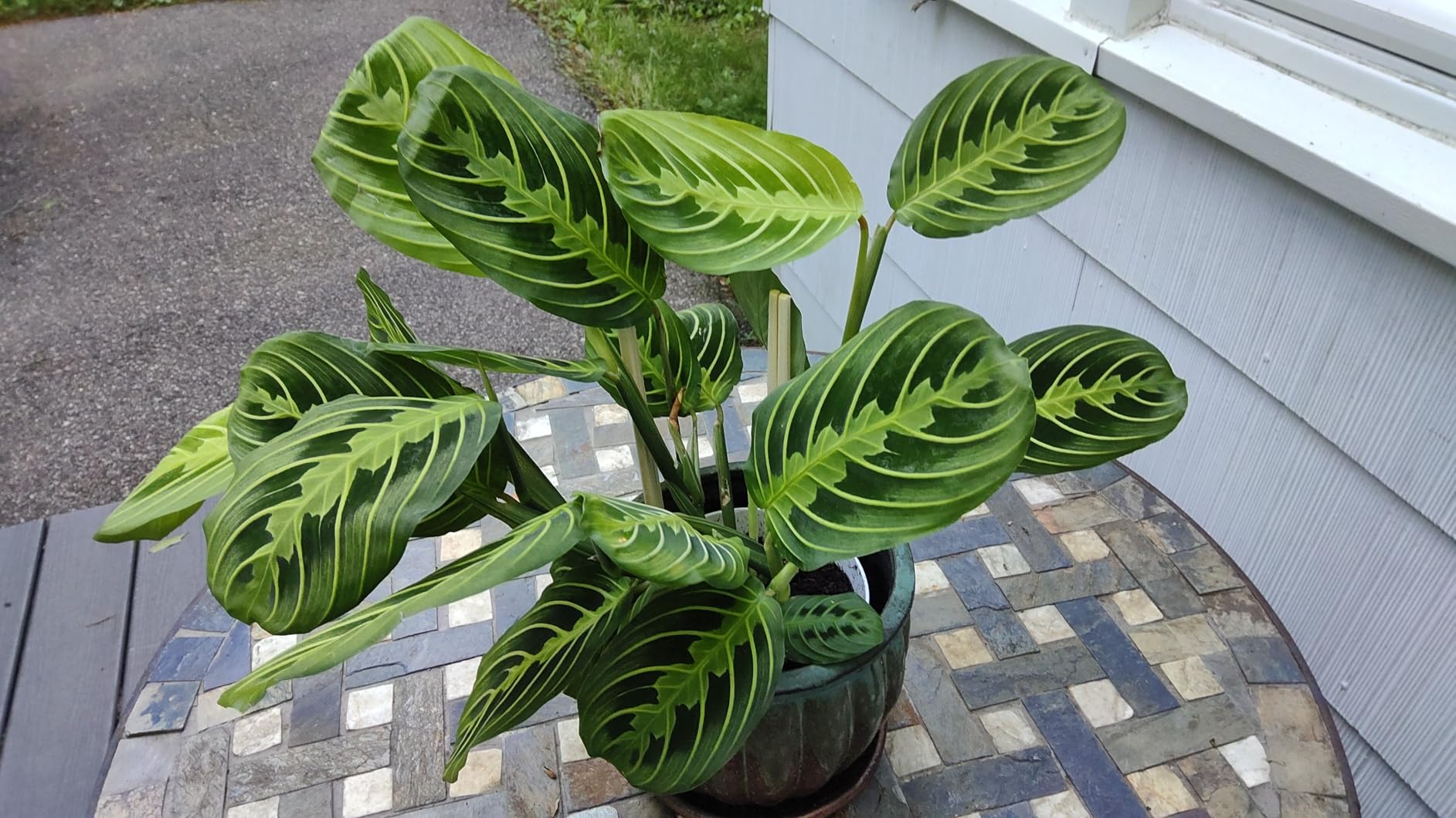 Live Plant, Lemon Lime Maranta Prayer Plant, Pet Friendly, Air Purifying Plant, Easy Care, Easy to Grow Live Indoor Plant, Houseplant, Rare Indoor Plant, Home Decor 4 inch White Pot customer photo 2