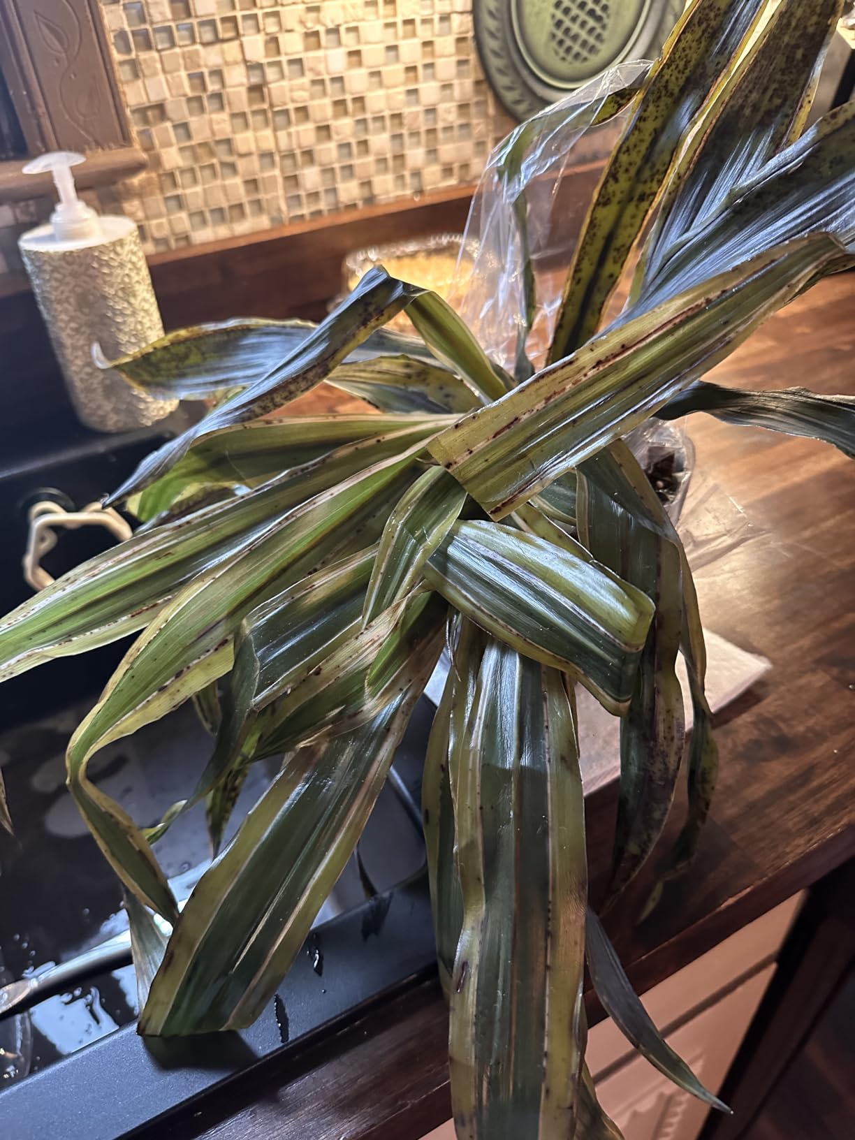 Dragon Tree Easy Plant 6 Inch Plant Pot, Real Plants for Living Room Decor, Office Plant, Low Light House Plants, House Plants Indoors Live Plants Indoor Plants Live Houseplants by Plants for Pets customer photo 1