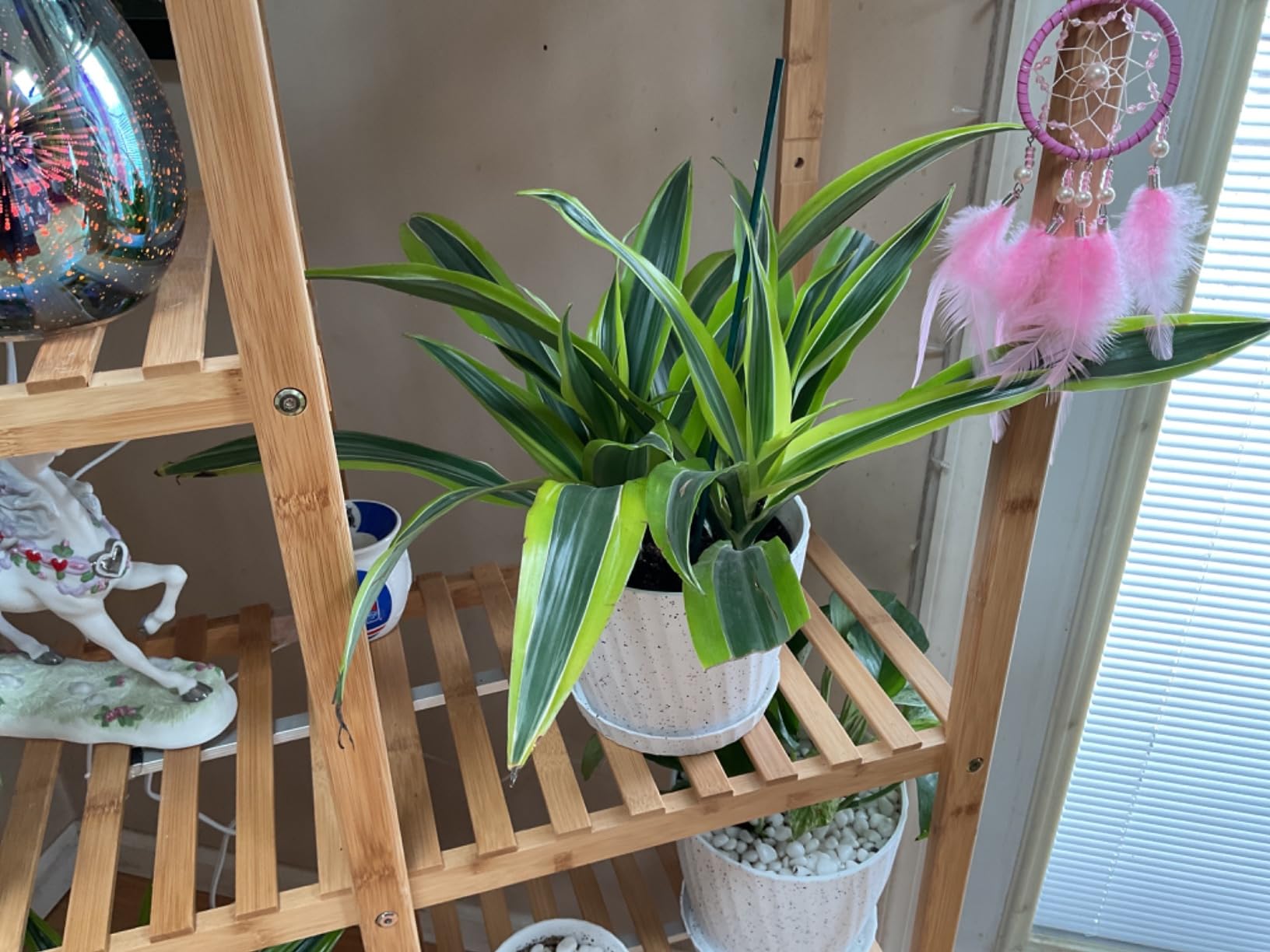 Dragon Tree Easy Plant 6 Inch Plant Pot, Real Plants for Living Room Decor, Office Plant, Low Light House Plants, House Plants Indoors Live Plants Indoor Plants Live Houseplants by Plants for Pets customer photo 2