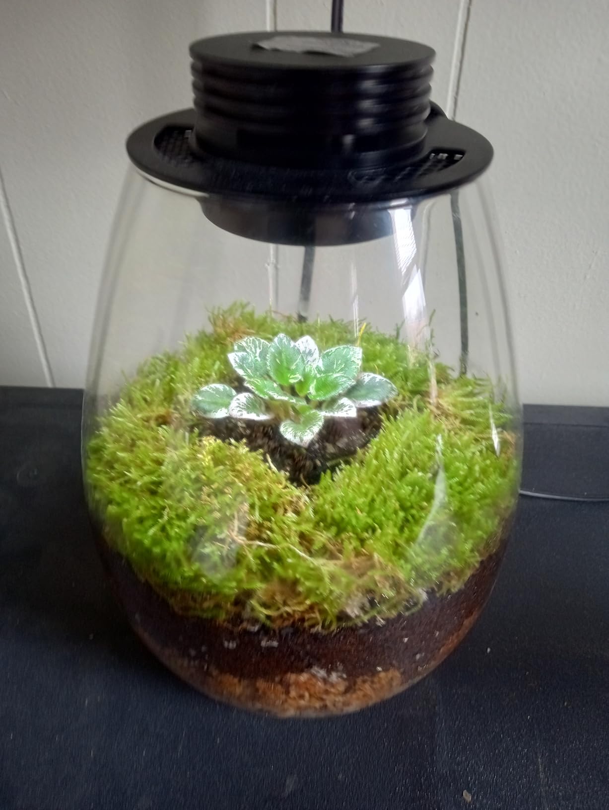 Desktop Glass Plant Terrarium with Grow Light for Carnivorous Plants & Moss | H 7.8 x D 6.7 in; Timer Auto On/Off; For Succulents, Mini Plants and Betta Tanks; Indoor Decor for Home or Office; Gifts customer photo 1