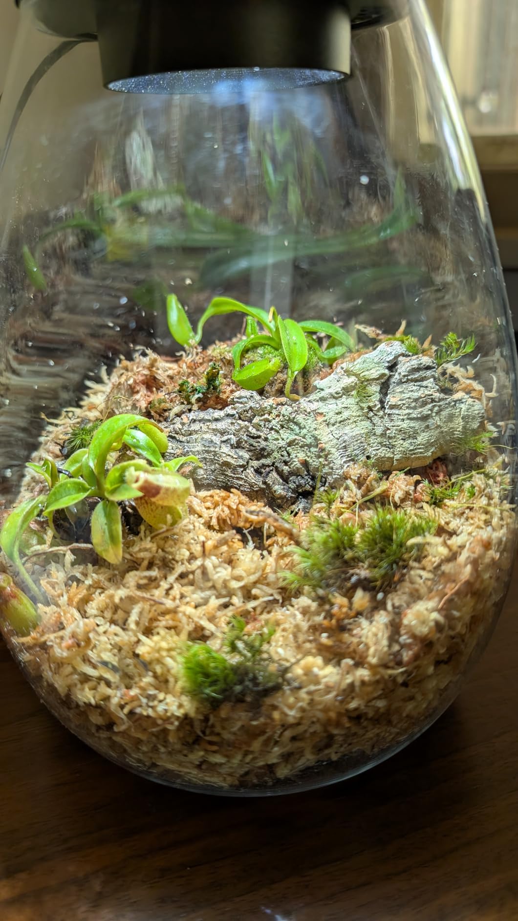 Desktop Glass Plant Terrarium with Grow Light for Carnivorous Plants & Moss | H 7.8 x D 6.7 in; Timer Auto On/Off; For Succulents, Mini Plants and Betta Tanks; Indoor Decor for Home or Office; Gifts customer photo 2