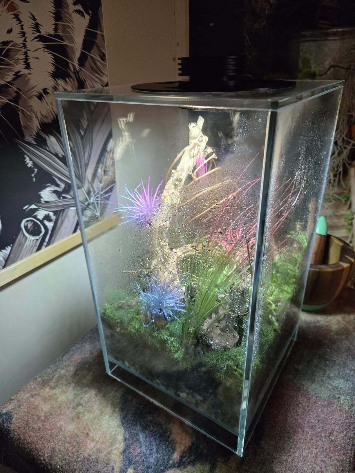 Desktop Glass Plant Terrarium with Grow Light for Carnivorous Plants & Moss | L7.8 x W7.8 x H14 in; Timer Auto On/Off; Succulent Display; Miniature Gardening; Indoor Decor; Gift for Plant Lovers. customer photo 1