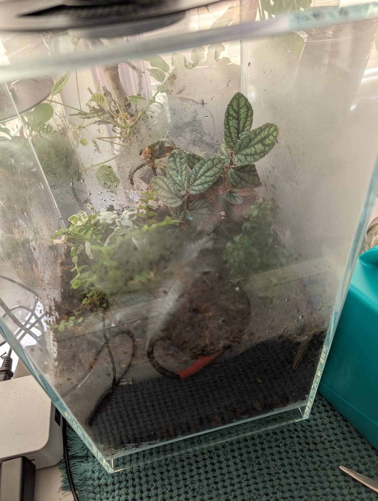 Desktop Glass Plant Terrarium with Grow Light for Carnivorous Plants & Moss | L7.8 x W7.8 x H14 in; Timer Auto On/Off; Succulent Display; Miniature Gardening; Indoor Decor; Gift for Plant Lovers. customer photo 2