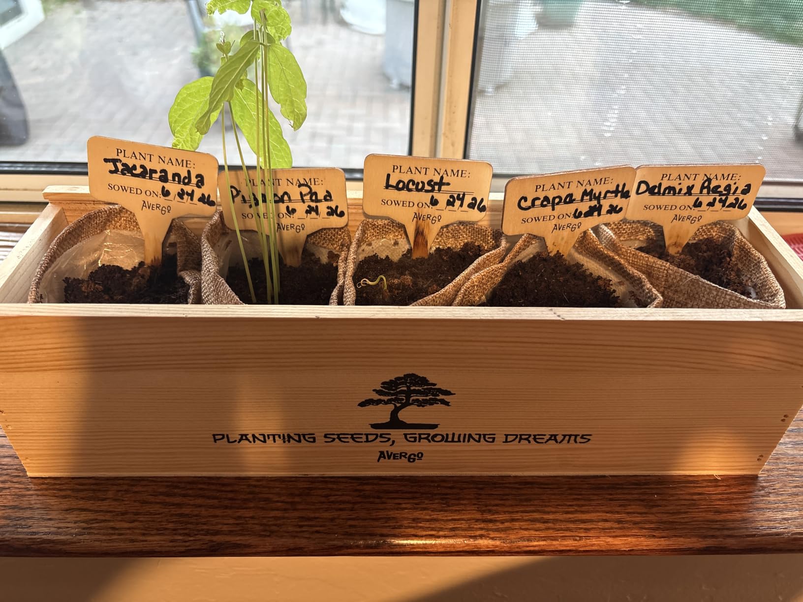 AVERGO Bonsai Tree Kit Deluxe - 5X Unique Japanese Bonzai Trees | Complete Indoor Bonsai Starter Kits for Growing Trees - DIY Gardening Gifts for Mother, Women & Men customer photo 2