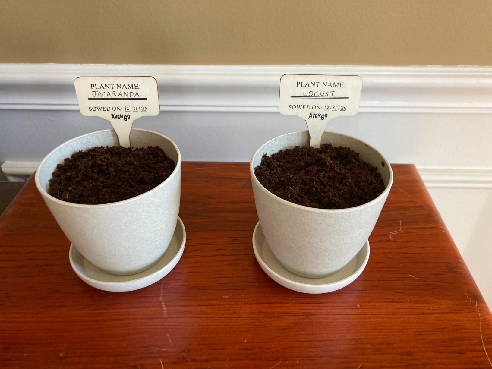 Bonsai Starter Kit - 2X Bonsai Tree | Complete Indoor Starter Kit for Growing Bonsai Plants with Tools & Planters - Gardening Gifts for Women & Men customer photo 2