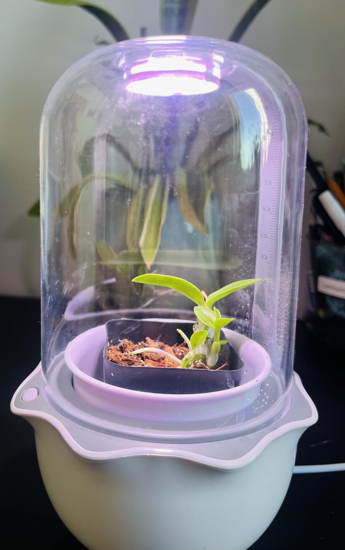Smart Venus Fly Trap Terrarium Pot with Timer&Fan, Mini Plant Terrarium Kit | Plant Terrarium Kit with Grow Light for Carnivorous, Butterwort, Venus Fly trap, Christmas Gardening Gift for Women Garden Lover customer photo 1