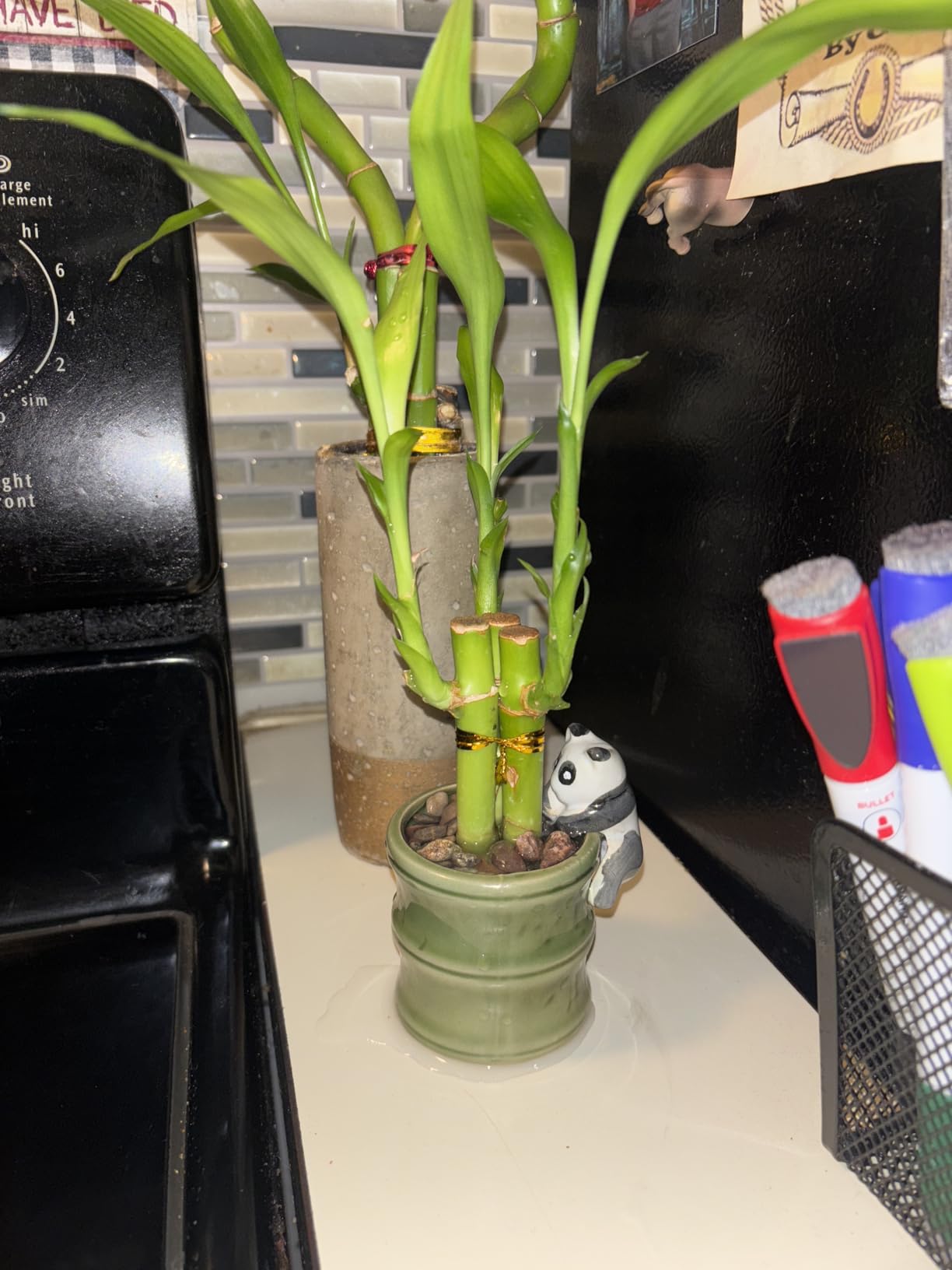 Coop & Harp Small Lucky Bamboo Live Indoor Plant with Ceramic Vase, Live Indoor Lucky Bamboo for Home, Office and Gift (Panda) customer photo 1