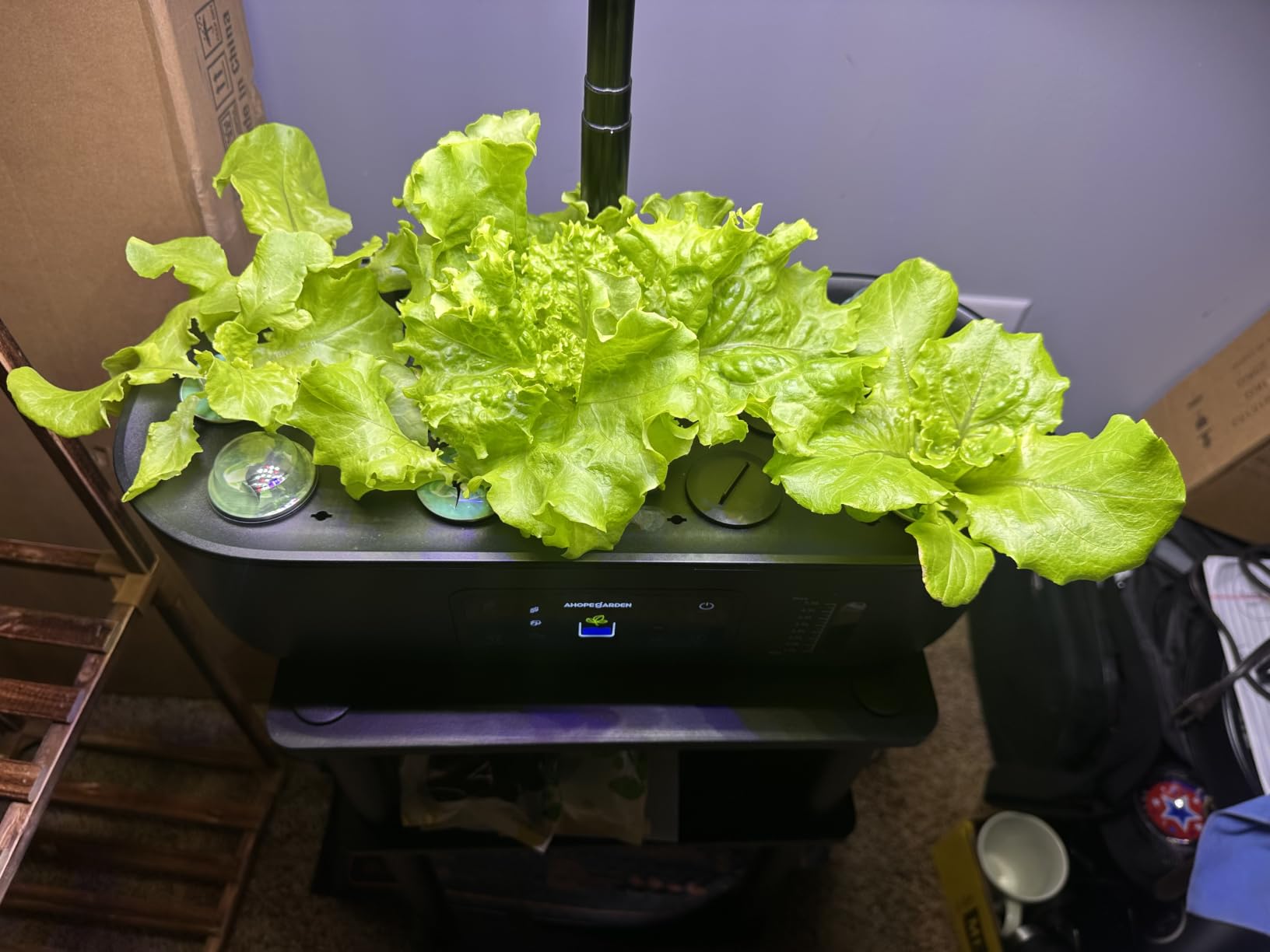 Hydroponics Growing System Kit: 12 Pods with LCD Control Panel | Indoor Herb Garden with Grow Light, Planting Height Up to 17