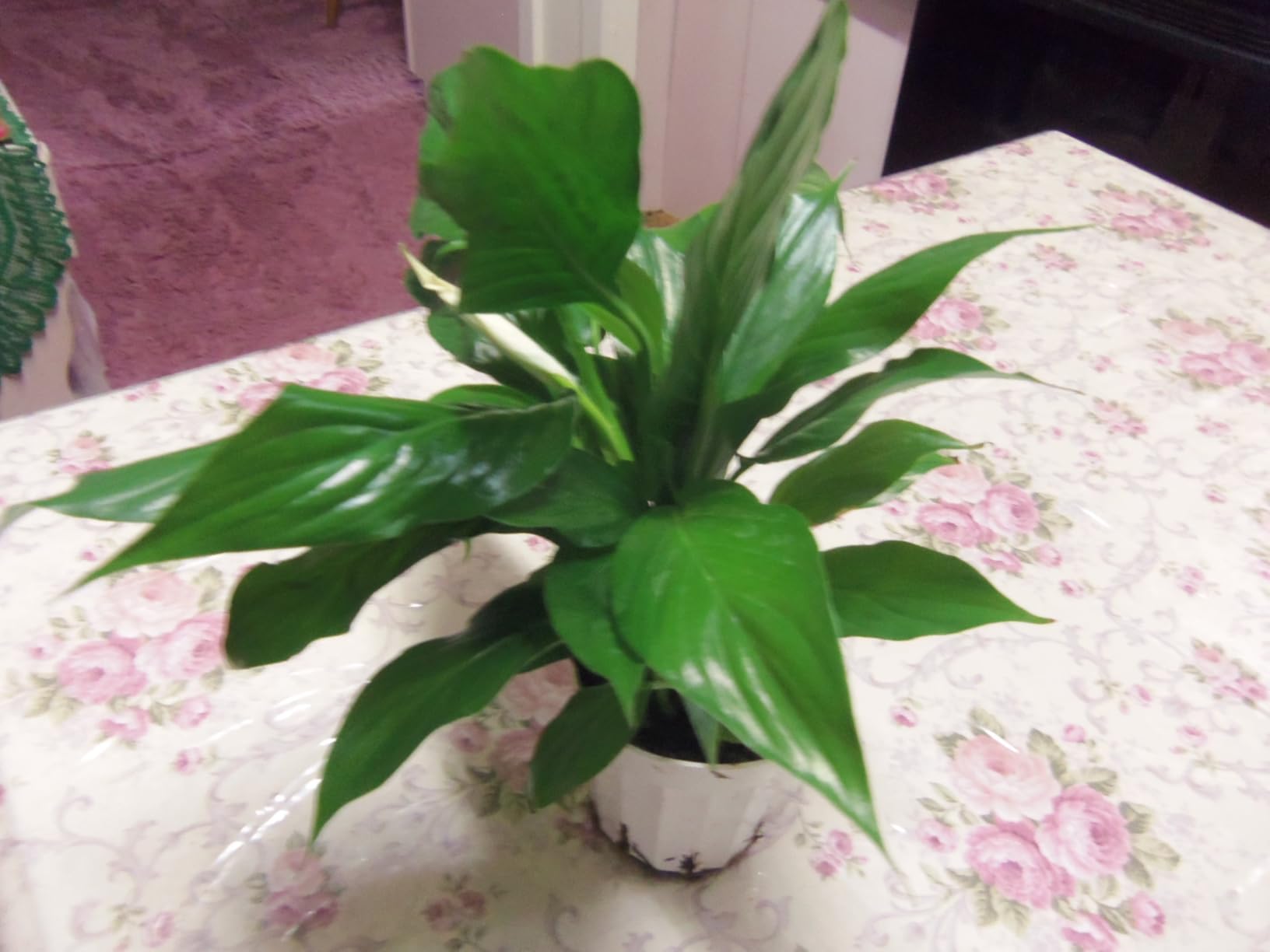 Live Peace Lily Plant, Spathiphyllum, Low Light, Easy to Grow, 4
