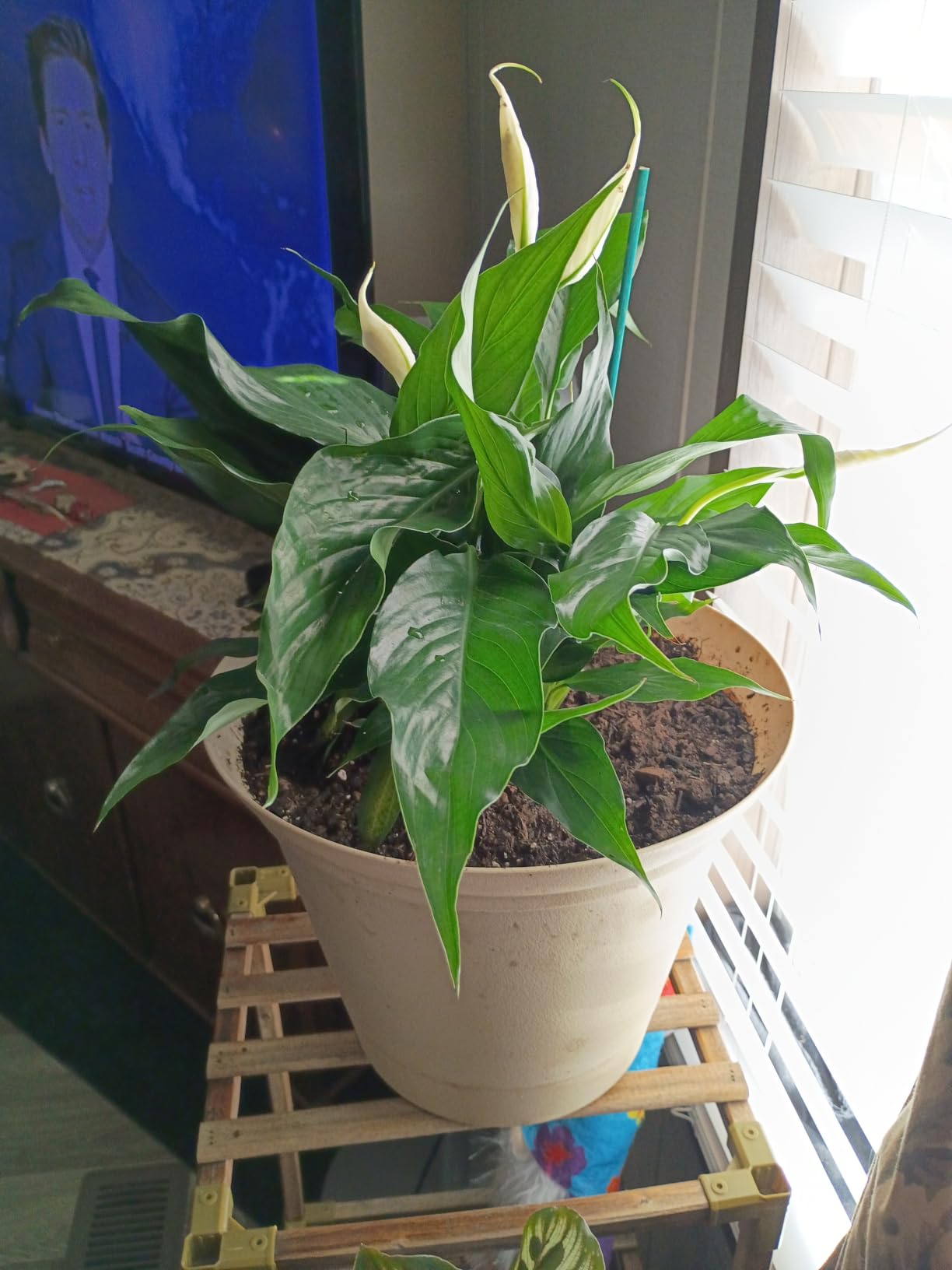 Live Peace Lily Plant, Spathiphyllum, Low Light, Easy to Grow, 4