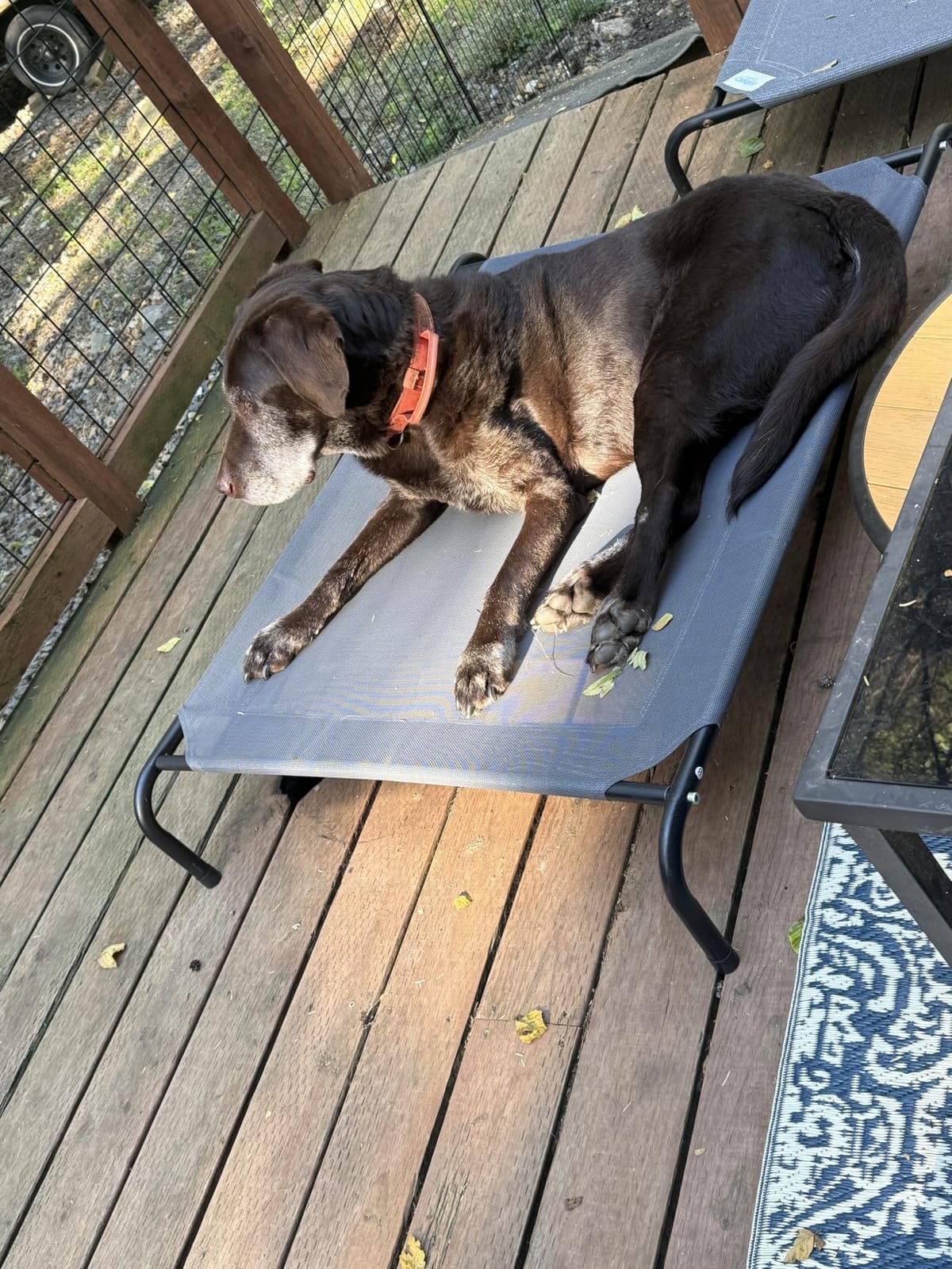 Love's cabin Elevated Cooling Dog Bed for Large Dogs, Portable Indoor & Outdoor Raised Pet Dog Cat Cot, Durable Summer Frame with Breathable Mesh, Grey, 48 inches customer photo 1