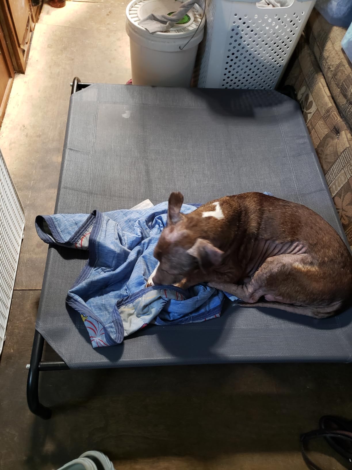 Love's cabin Elevated Cooling Dog Bed for Large Dogs, Portable Indoor & Outdoor Raised Pet Dog Cat Cot, Durable Summer Frame with Breathable Mesh, Grey, 48 inches customer photo 2