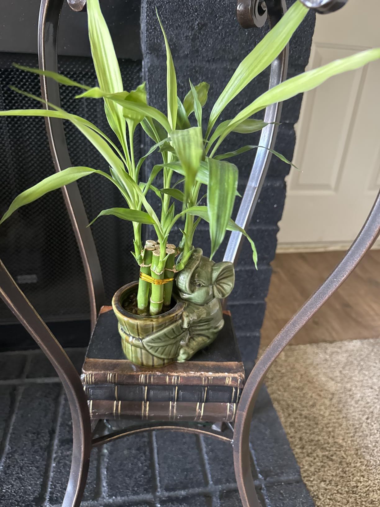 Lucky Bamboo Plant in Ceramic Elephant Vase - 6 Live Bamboo Stalks 4