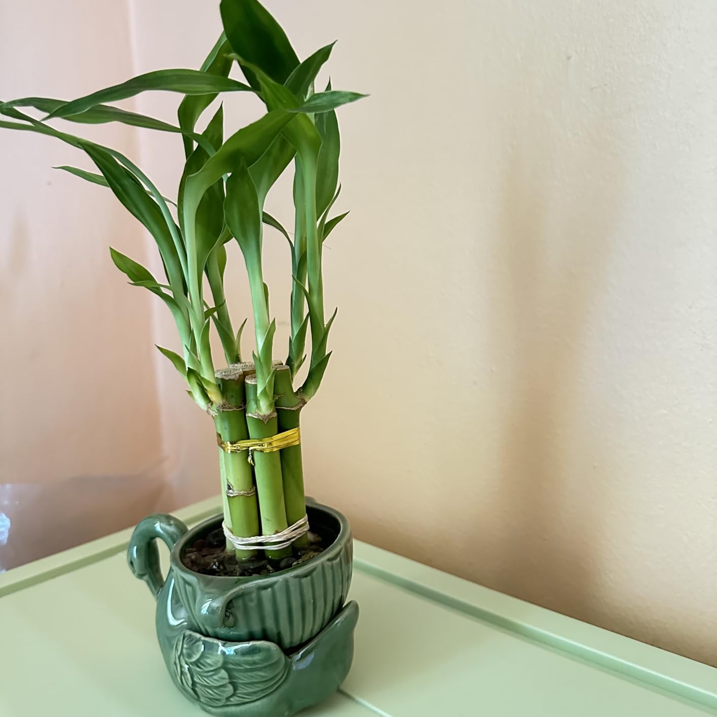 Lucky Bamboo Plant in Ceramic Elephant Vase - 6 Live Bamboo Stalks 4