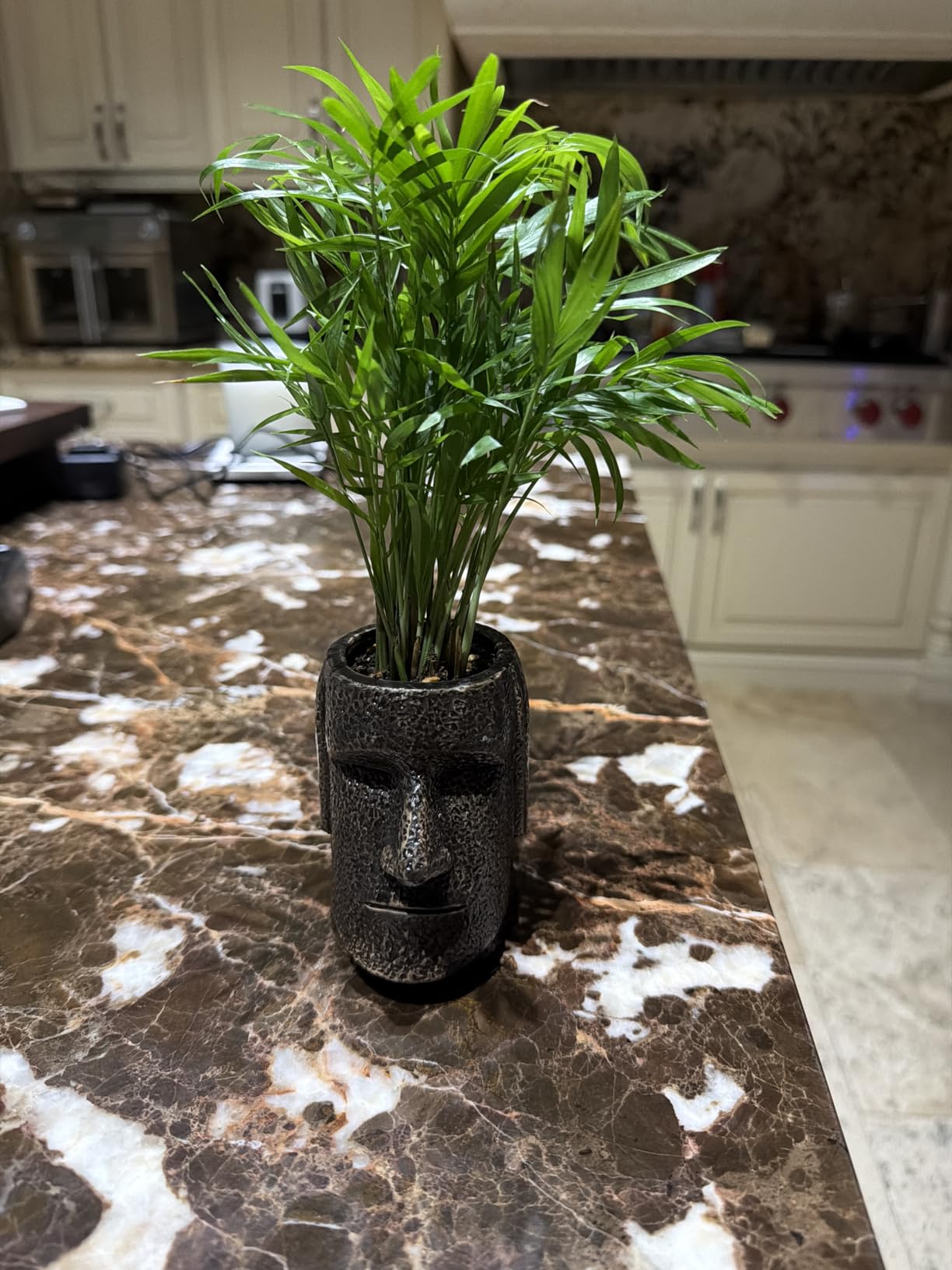 Parlor Palm Live Indoor Plant | Neanthebella Live Plant | Air Purifying Plant | Ship from CA in Nursey Pot | PET Friendly customer photo 1