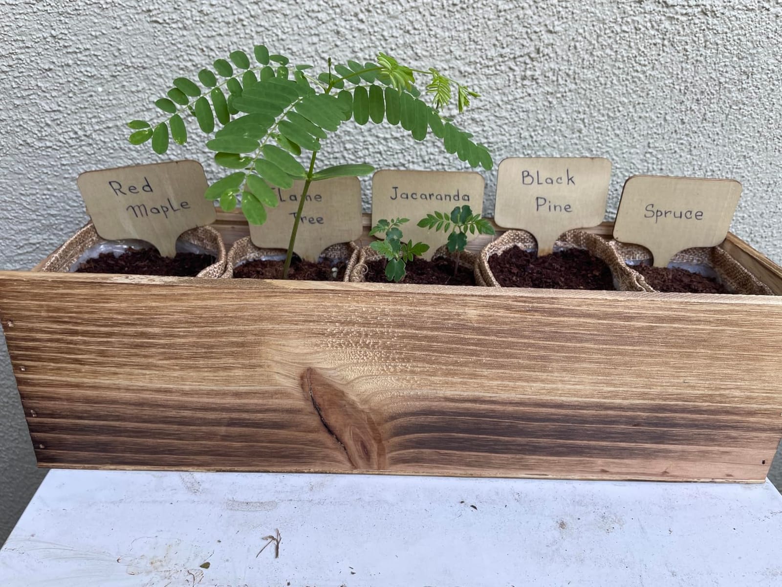 5 DIY Bonsai Tree Kit for Beginners, Complete Indoor Gardening Starter Kit with Seeds, Soils, Pots & Tools, Unique Birthday Gifts Ideas for Women, Men customer photo 2