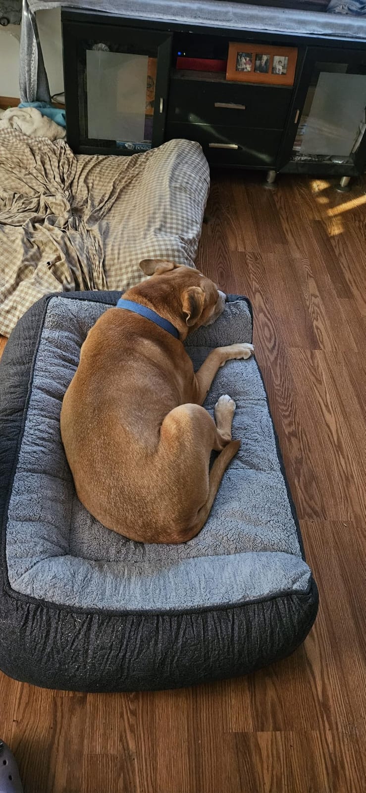 Bedsure SupportMax Extra Thick Orthopedic XL Dog Beds Large Sized Dog | People PET AWARDS, 42