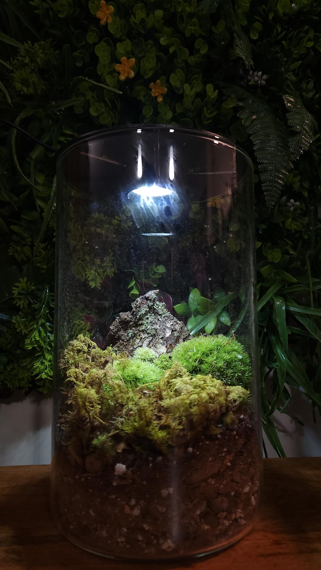 Desktop Glass Terrarium with Grow Light (7.5