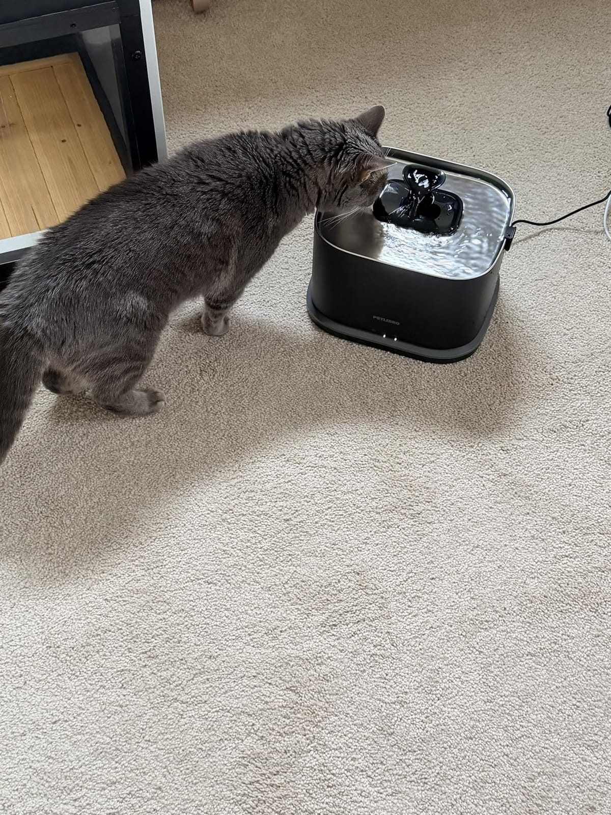 PETLIBRO Upgrade Cat Water Fountain Stainless Steel Tray, Dockstream 2 Cat Fountain Indoor, 3L/101oz Auto Cat Fountains for Drinking, App Monitoring Pet Water Fountain Dog, 5G WiFi Cat Water Dispenser customer photo 1
