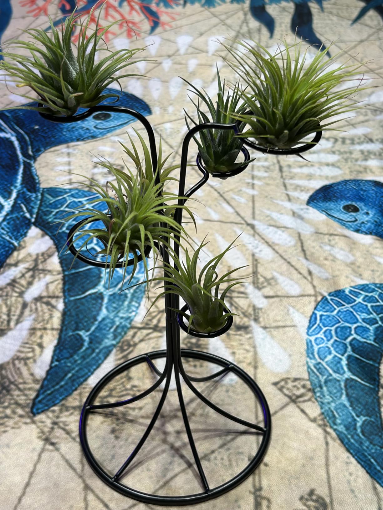 Air Plant Holder Iron Tree Stand Metal Air Plant Display with 6 Rings, Round Base Tillandsia Holder for Home Office Tabletop Decoration (Plants Not Included) customer photo 1