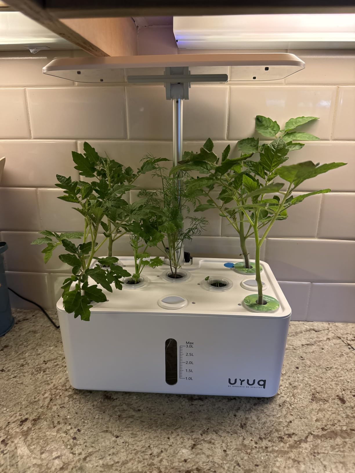 URUQ 8 Pods Hydroponics Growing System Garden: 8 Pods Indoor Herb Garden with Grow Light Plants Germination Kit Quiet Automatic Hydroponic Height Adjustable - Gardening Gifts for Women Kitchen customer photo 1